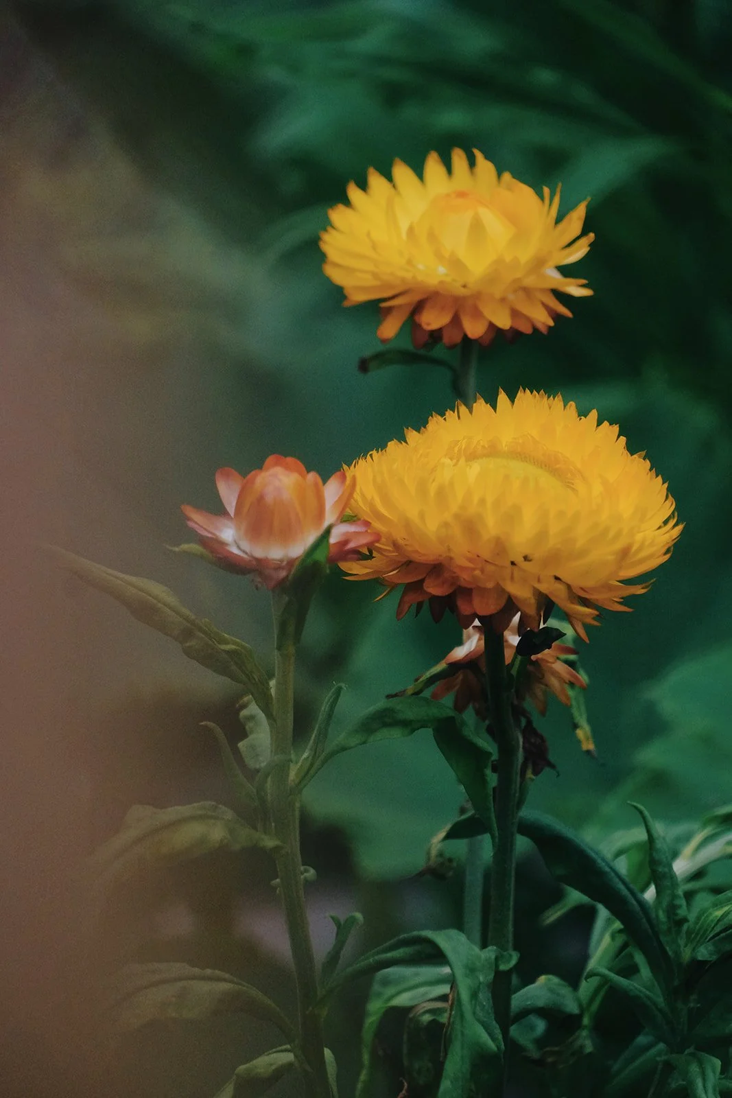 Emma Lavelle for El Naz 181.jpg