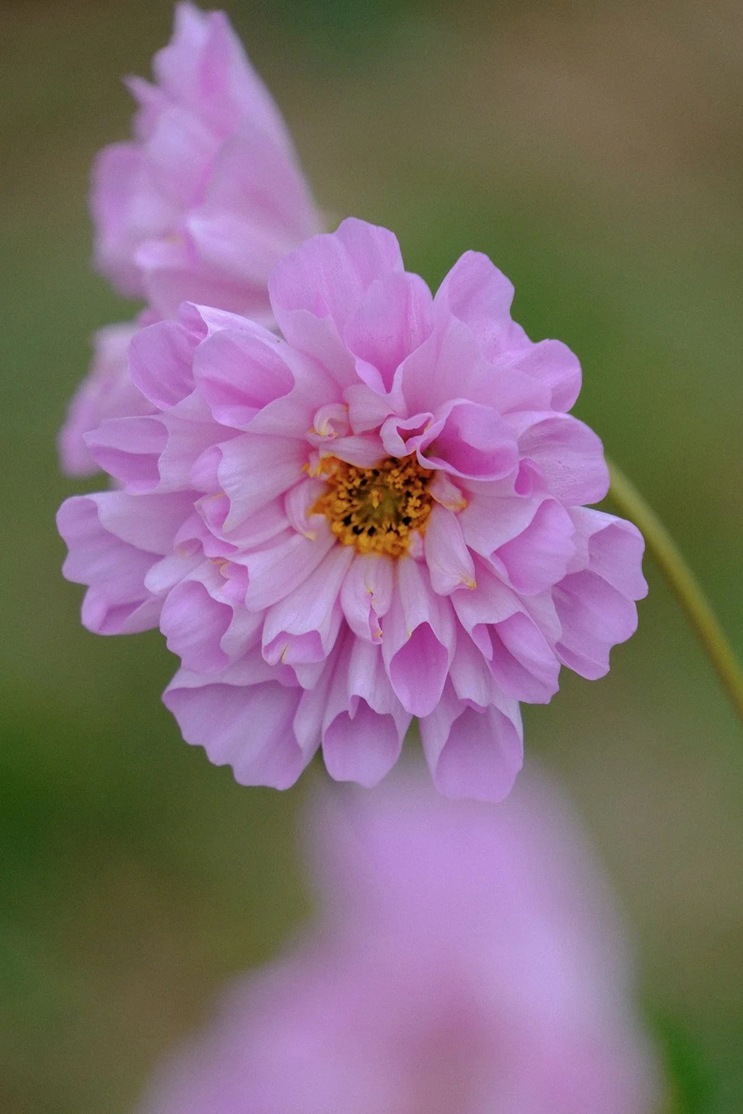 Emma Lavelle for El Naz 43.jpg