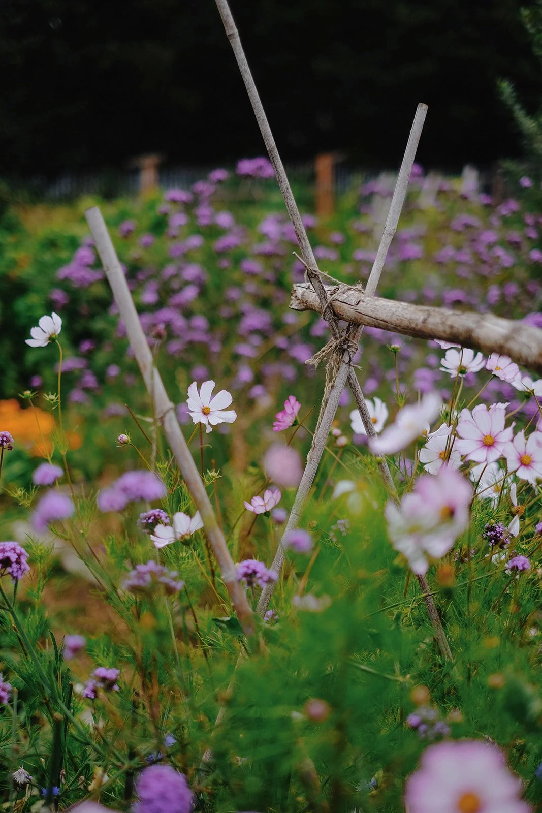 Emma Lavelle for El Naz 7.jpg