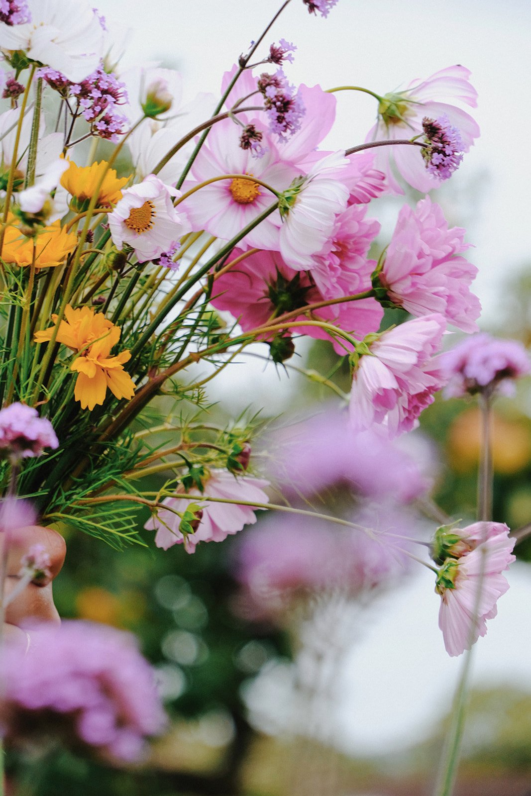 Emma Lavelle for El Naz 119.jpg