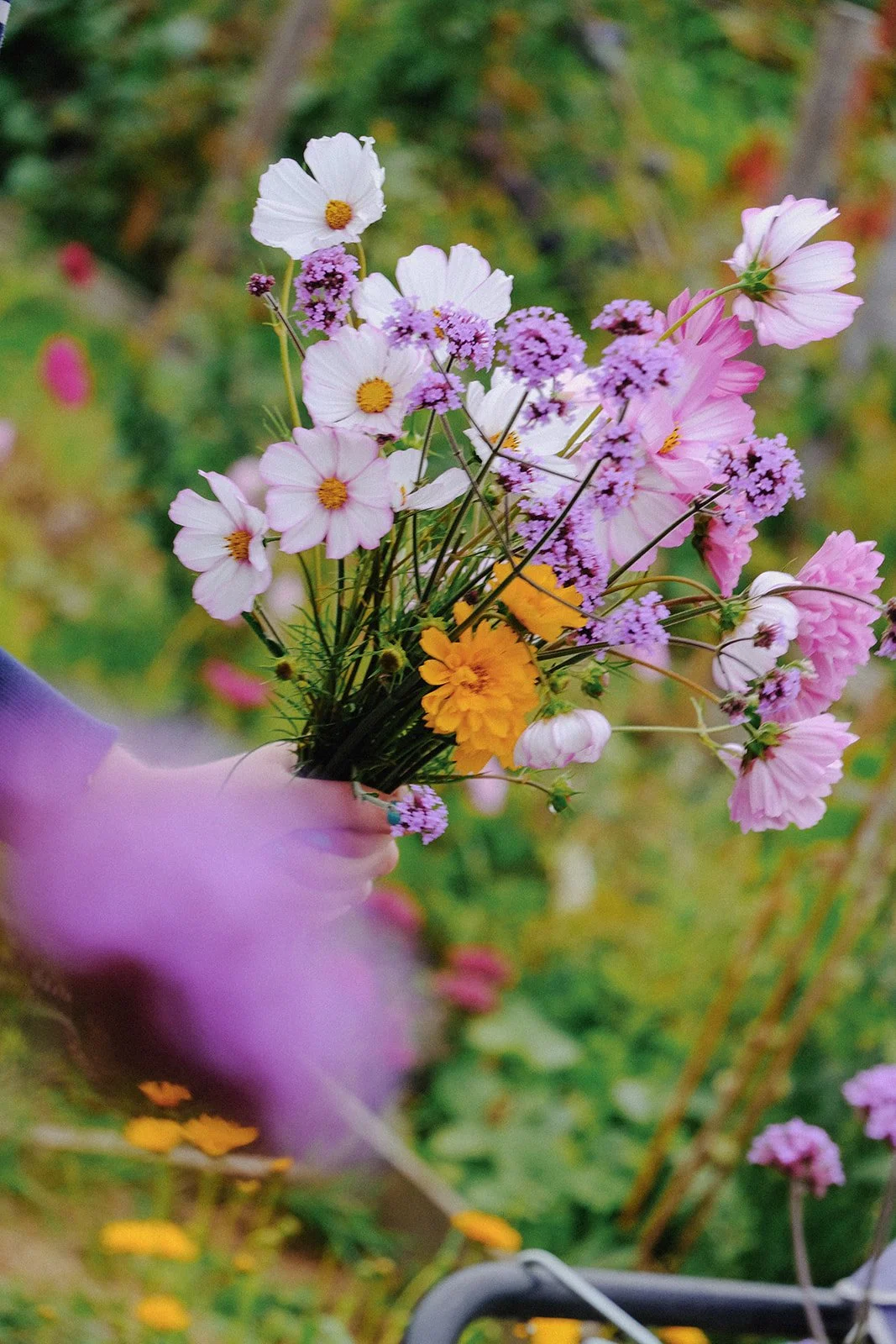 Emma Lavelle for El Naz 99.jpg