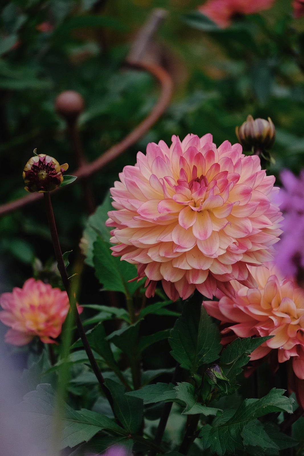 Emma Lavelle for El Naz 187.jpg