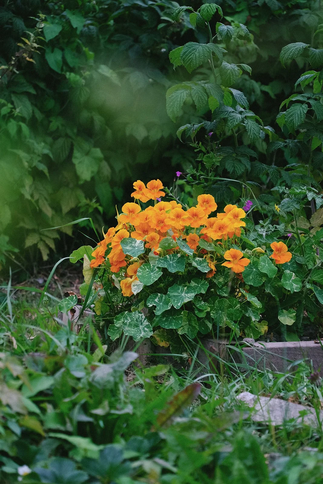 Emma Lavelle for El Naz 177.jpg