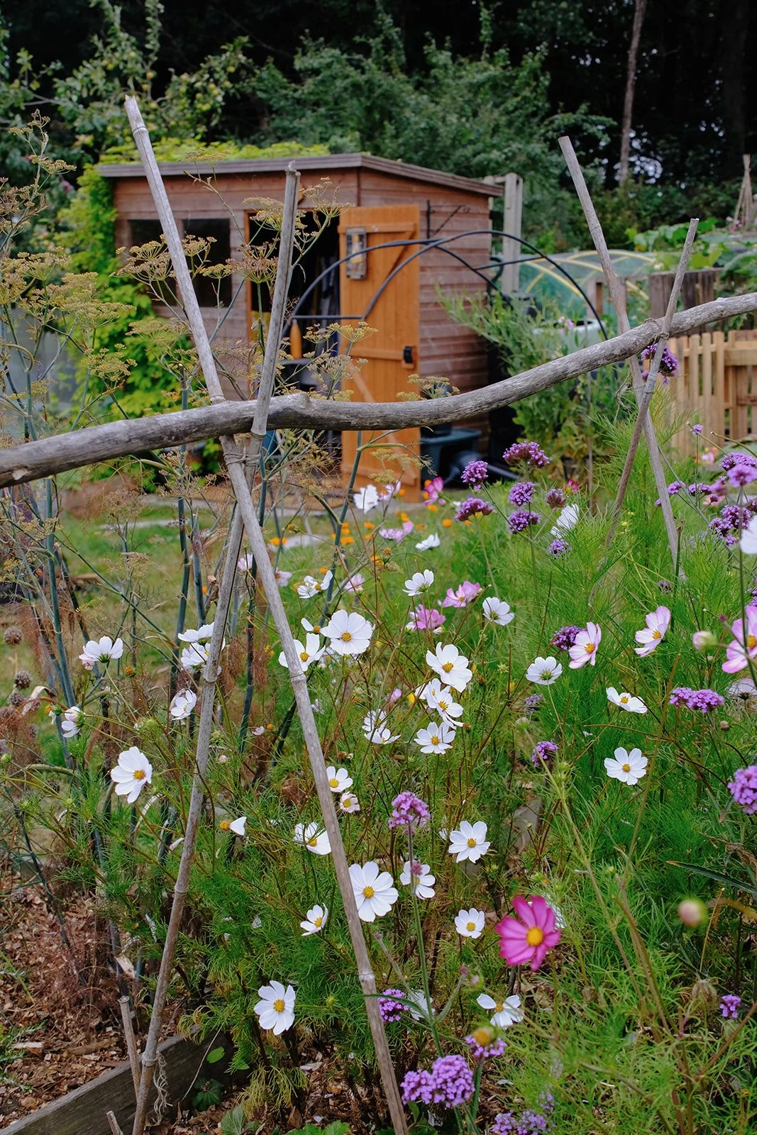 Emma Lavelle for El Naz 48.jpg