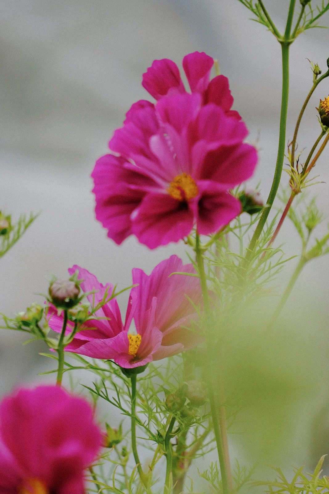 Growing Through Grief 