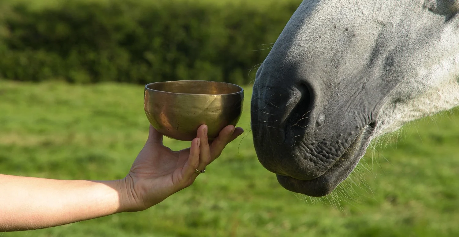 Sound and vibration personal development retreat with horses