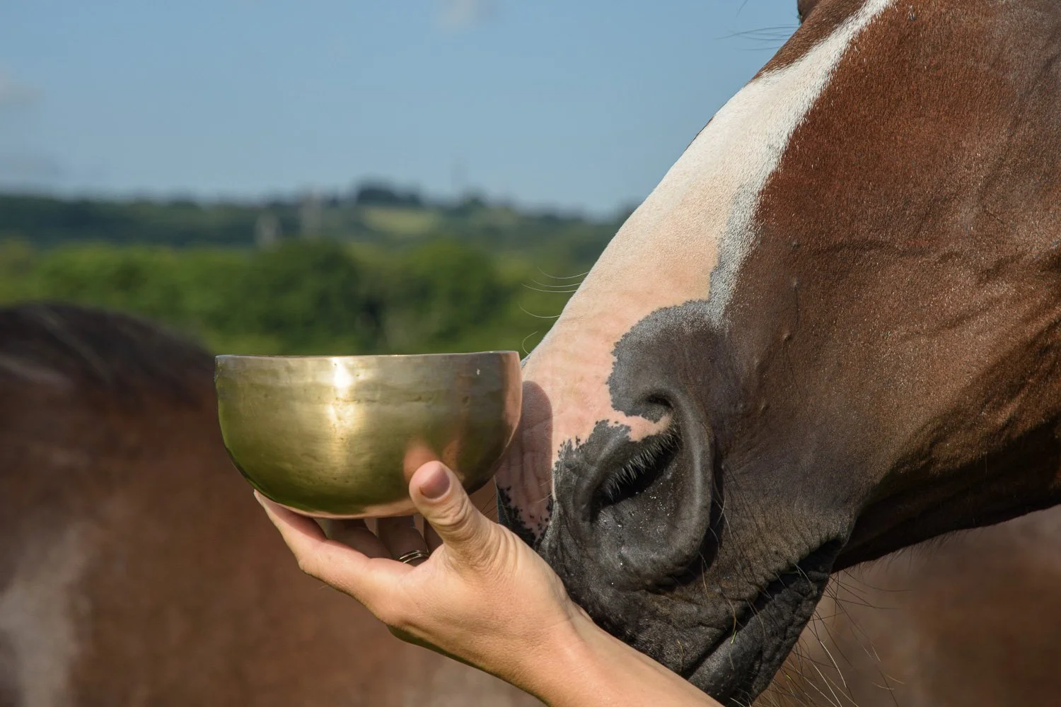 The Fire Horse -  Following the Herds' Lead &amp; Sound Bath Retreat