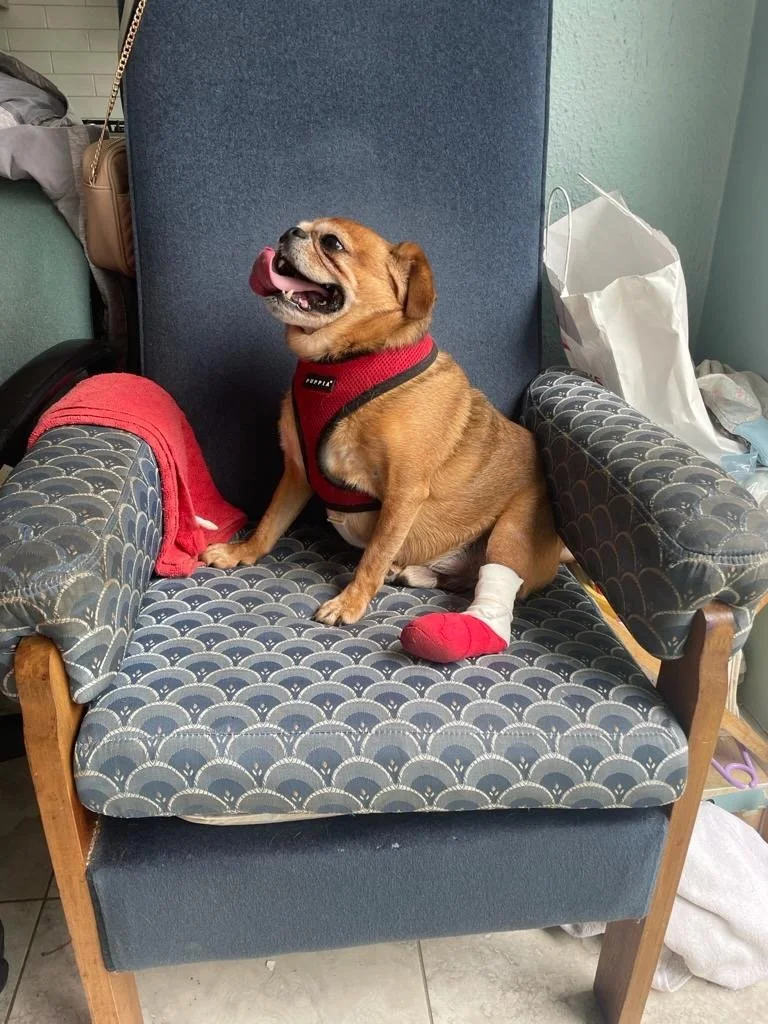 A small brown dog wearing a red harness and a bandage on one paw, sitting on an armchair with a patterned cushion, with a sock on one paw and a piece of fabric in its mouth.