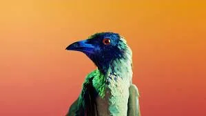 A colorful bird with a black beak and a mix of green, blue, and white feathers against an orange sky background.