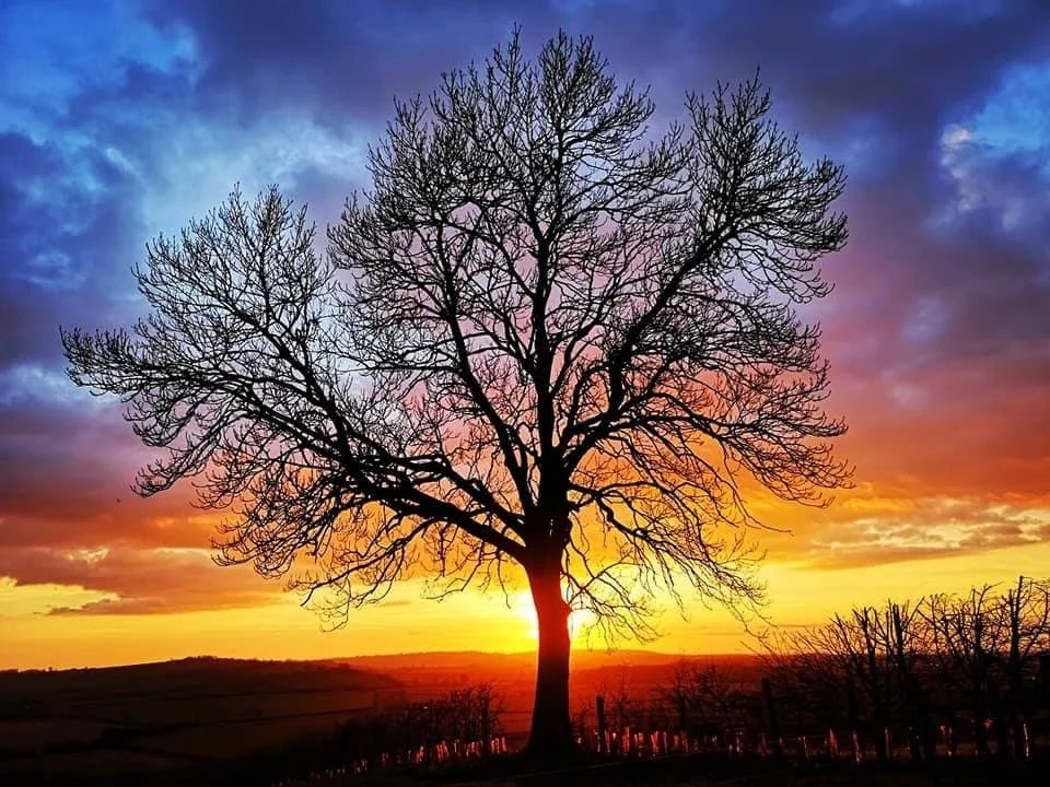A silhouette of a large leafless tree against a colorful sunset sky with shades of blue, pink, purple, and orange.