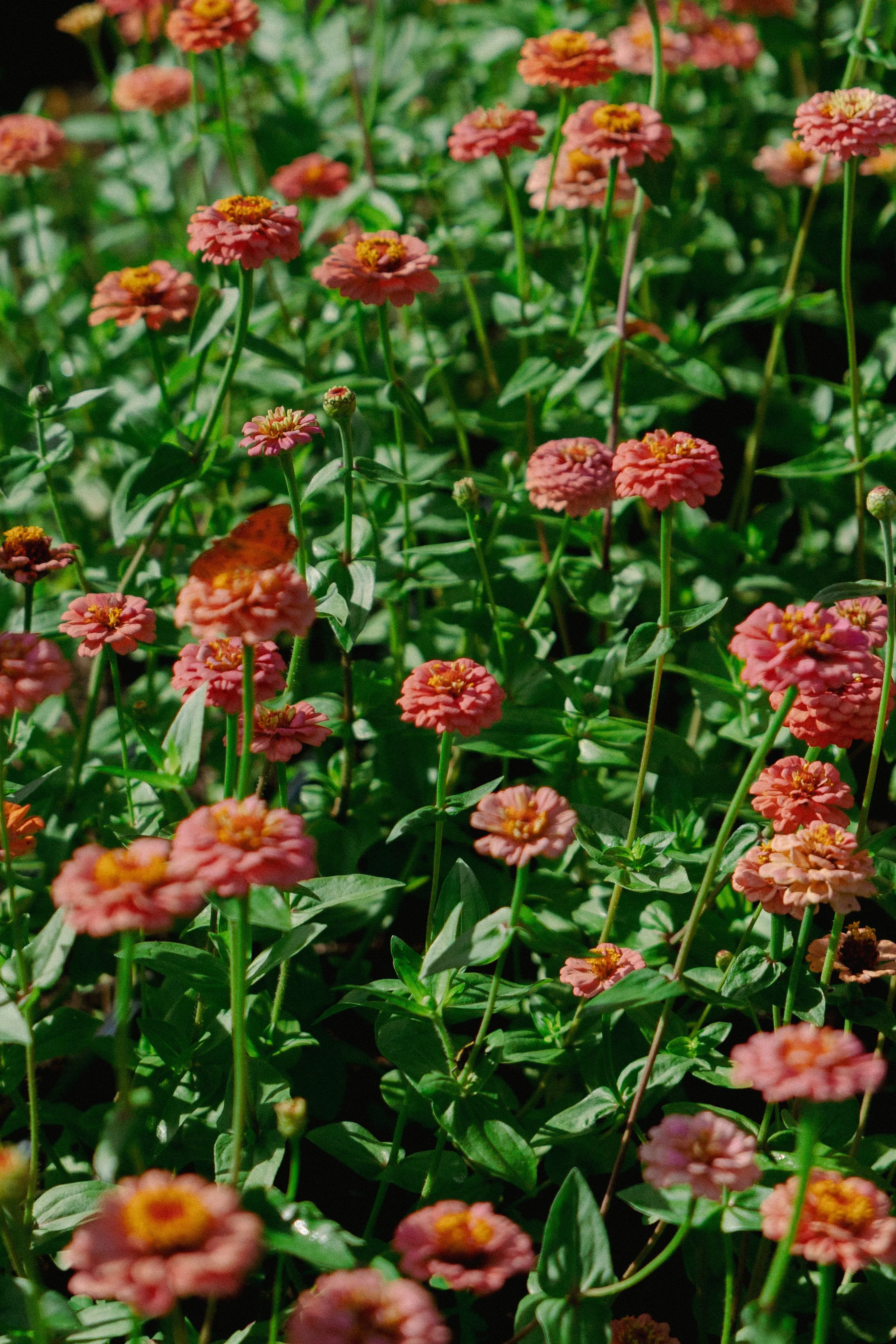 Growing Cut Flowers Workshop