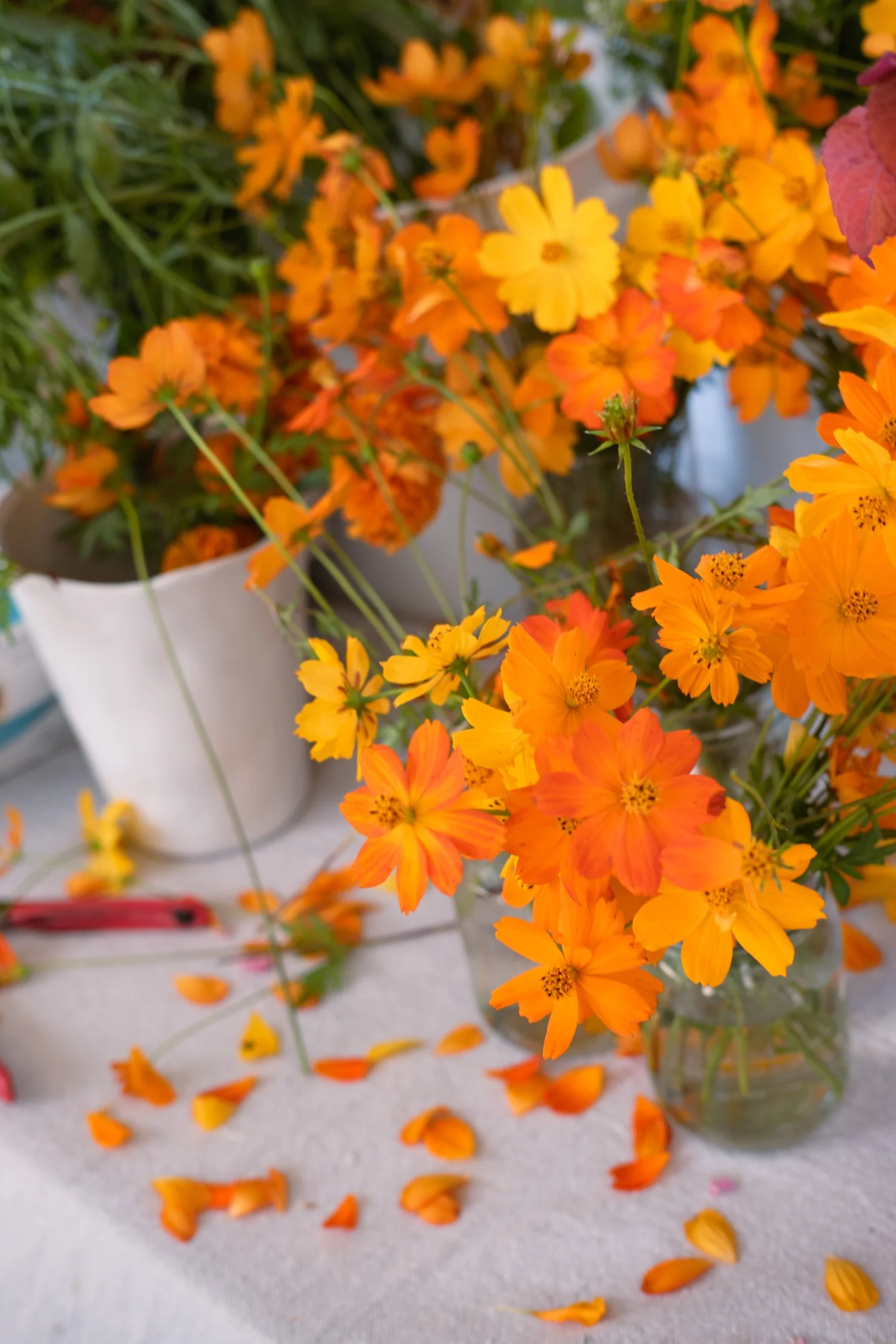 Flowers growing at Mindful Blooms Farm