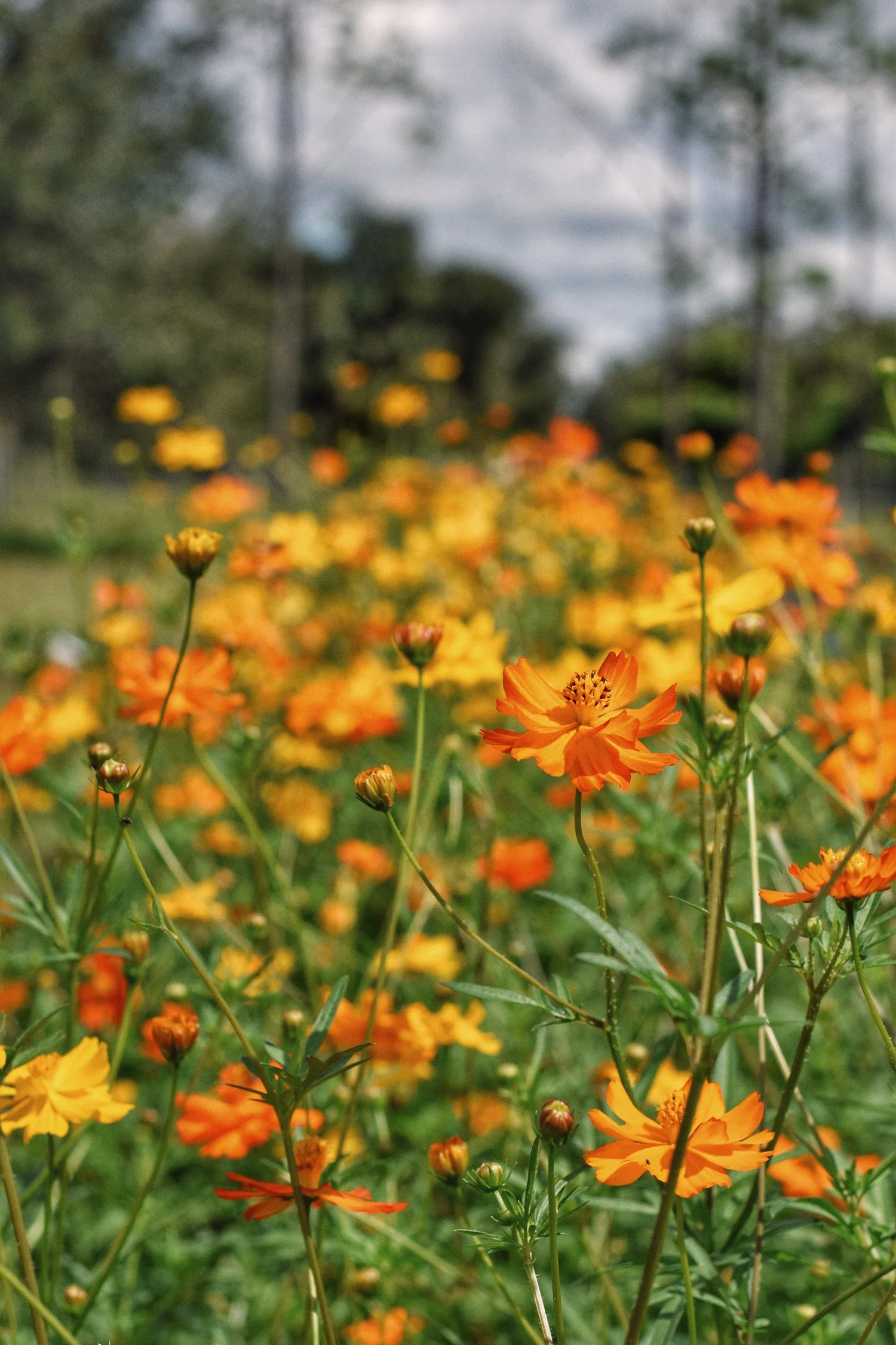 Freshly gathered seasonal flowers