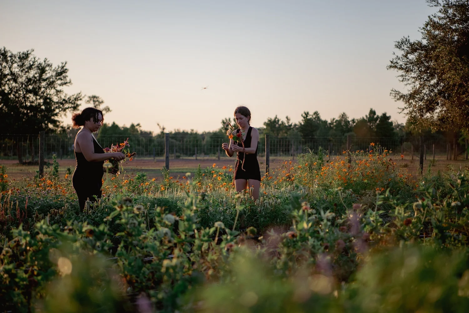 Colorful blooms at Mindful Blooms Farm