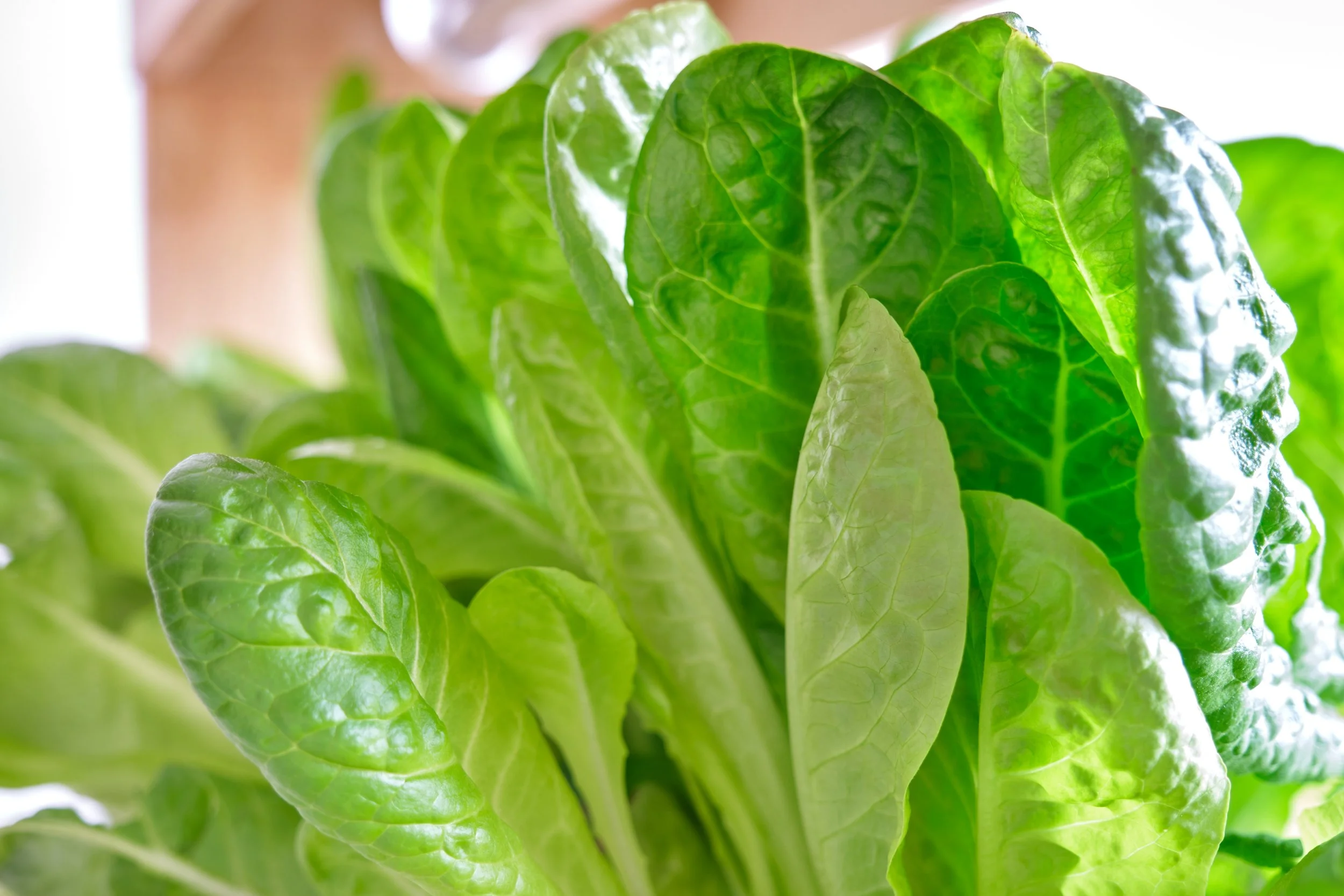Close-up photo of lettuce that was grown in a Plant Box