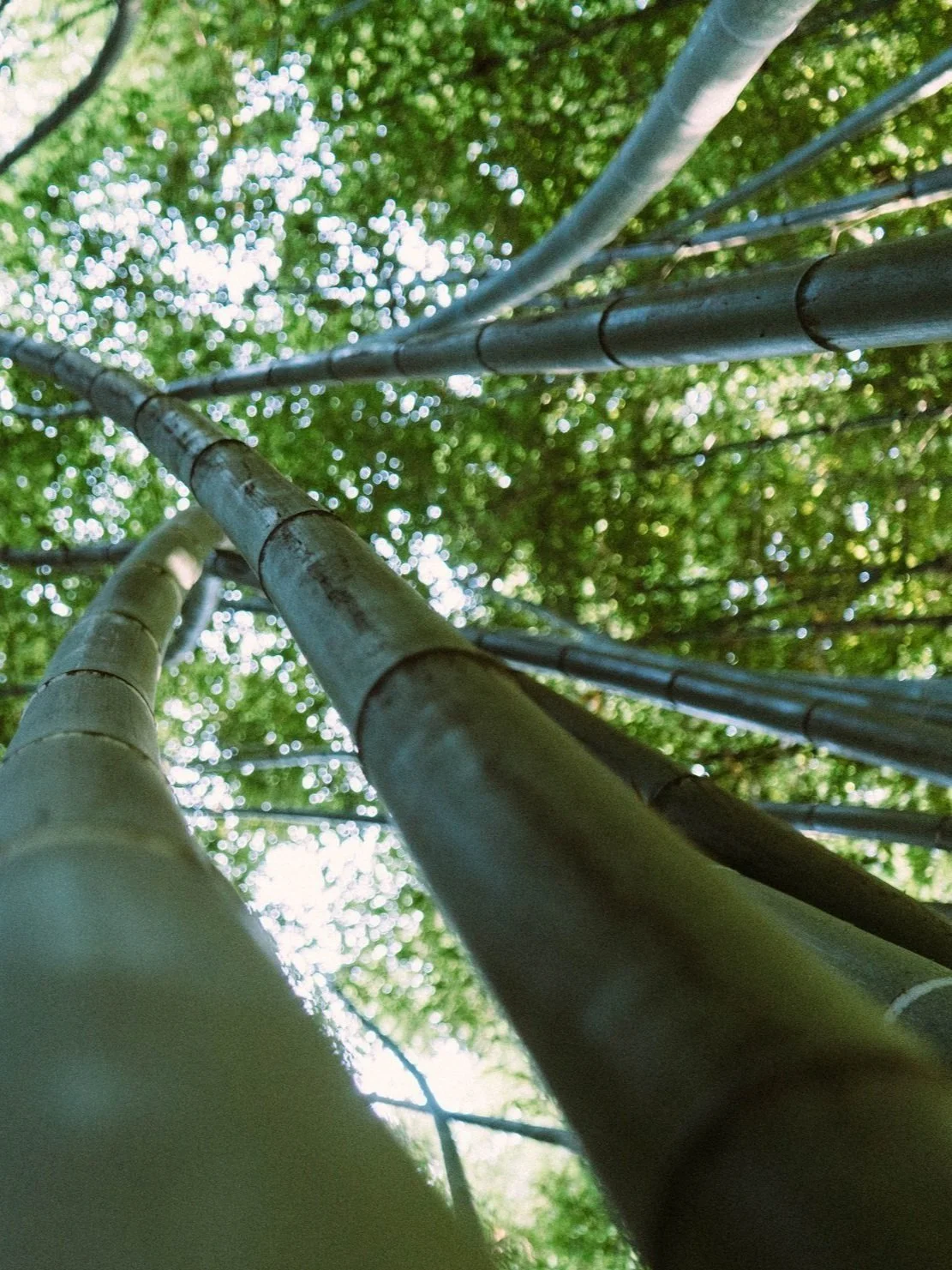 Photo of bamboo growing in a forest
