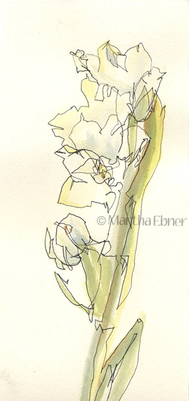 Watercolor Line Drawing of Narcissus Flower Stalk