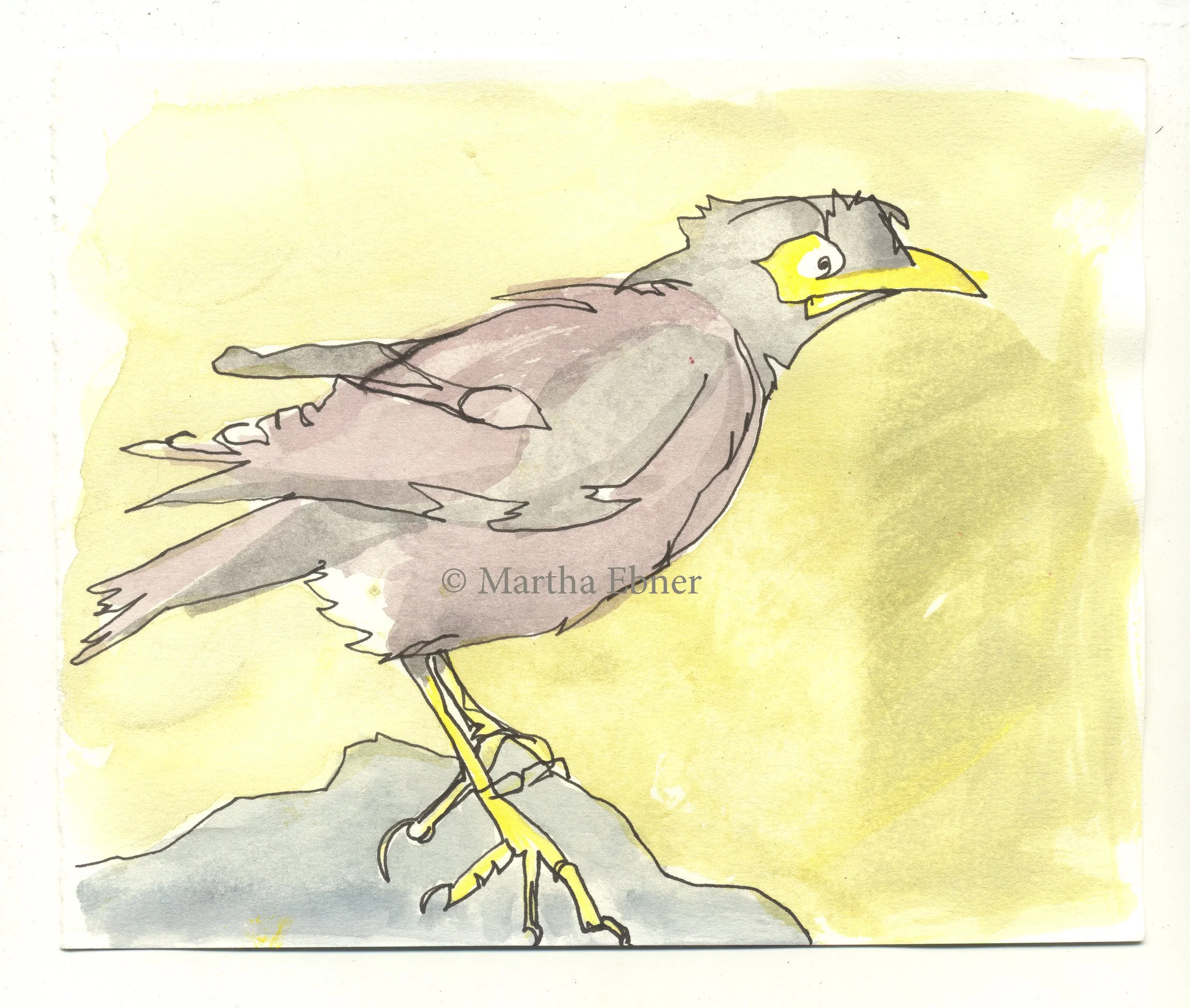 Mynah Bird Watercolor Drawing with Yellow Background