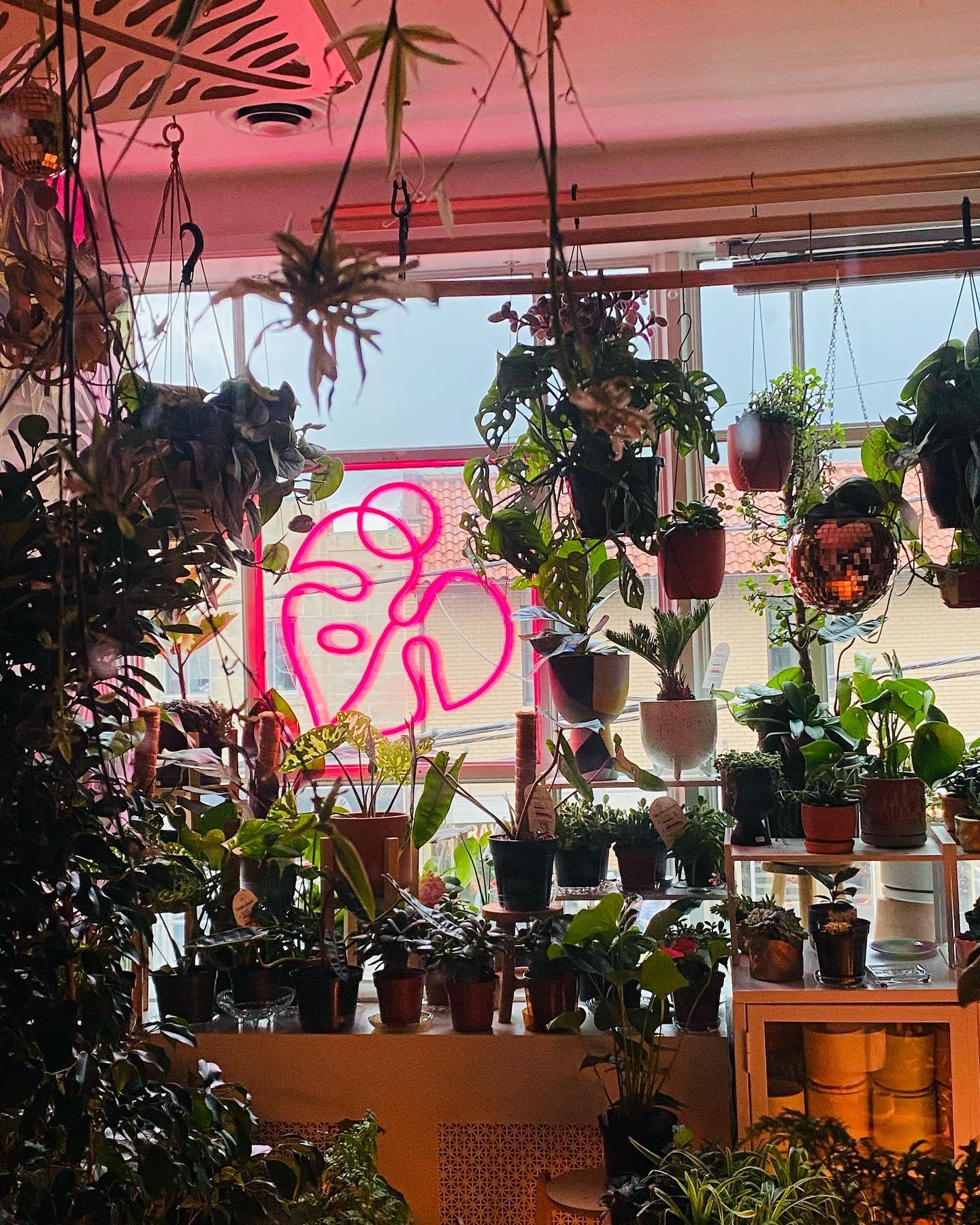 The OG. This room will always be  magic to me. 

Thank you for a fun rainy Sunday 💚 

#indigroplants #plantshop #tkpk #customneon #mainstreettakoma