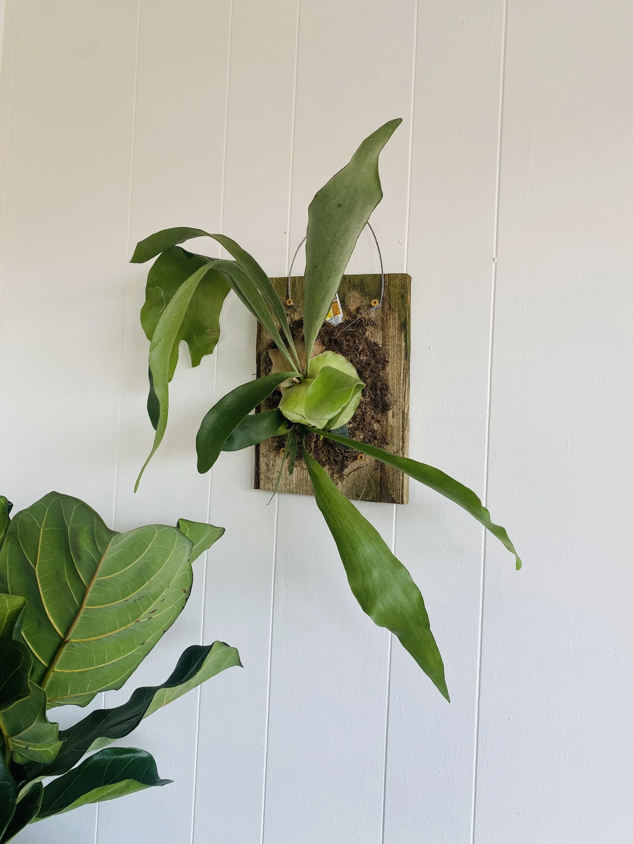 Mounted Staghorn Fern