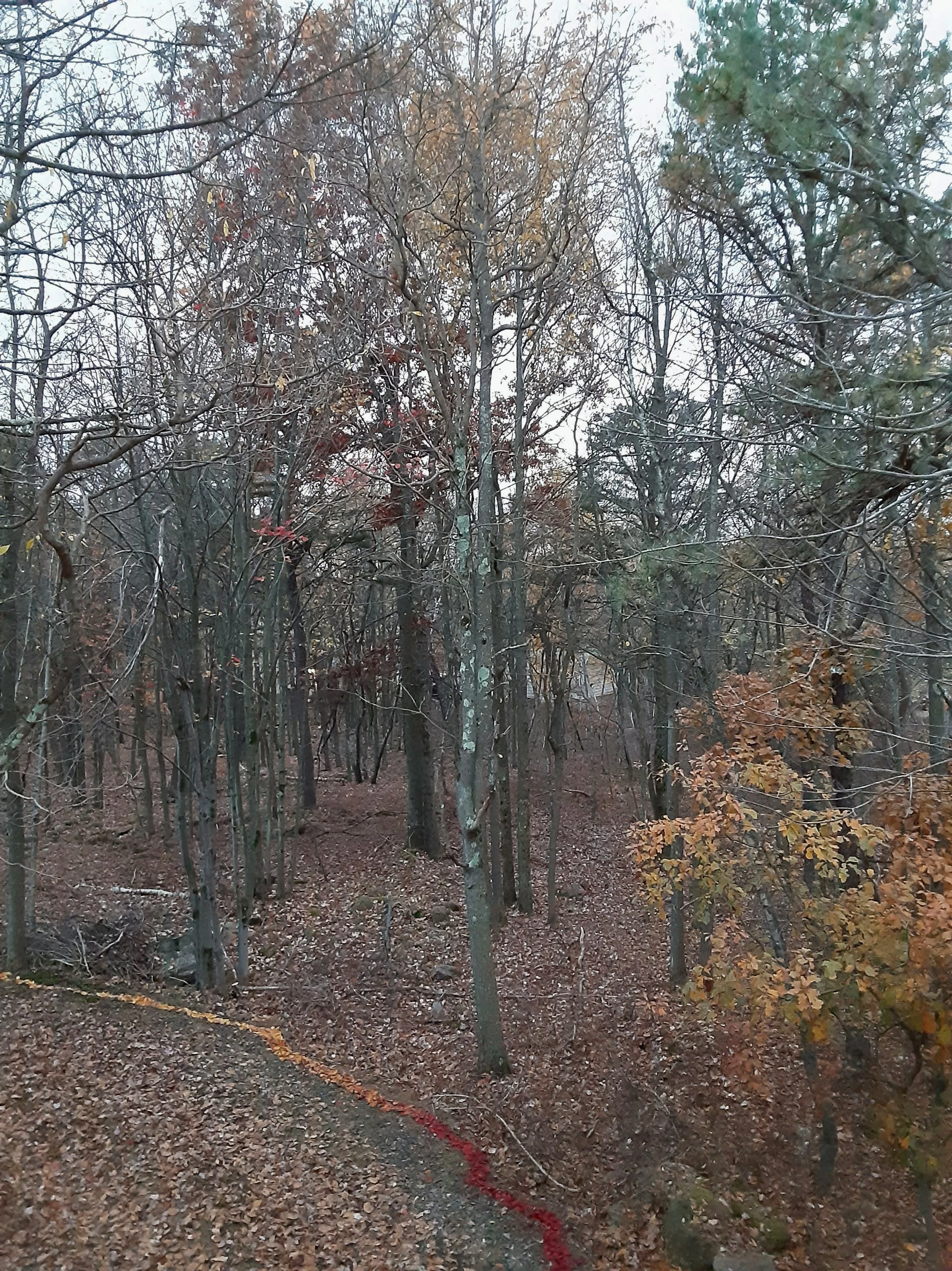 20201021_181319.jpg