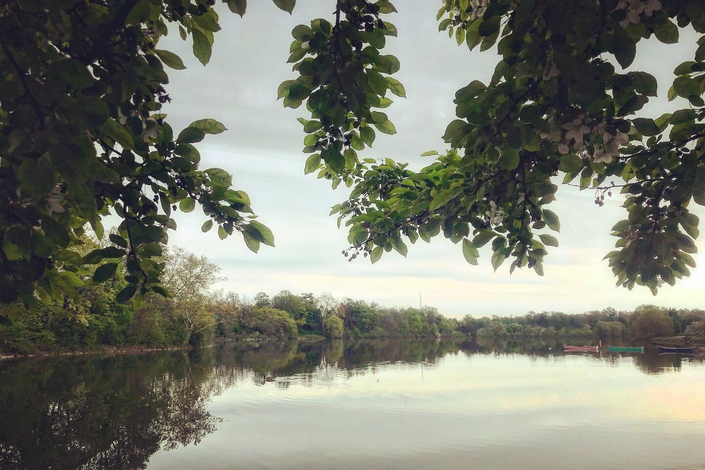 Beauty just a 10 minute jog from home. ❤️
.
.
.
#landscapephotography #hoytlake #summertime #naturephotography #lake #olmstead #buffalony
