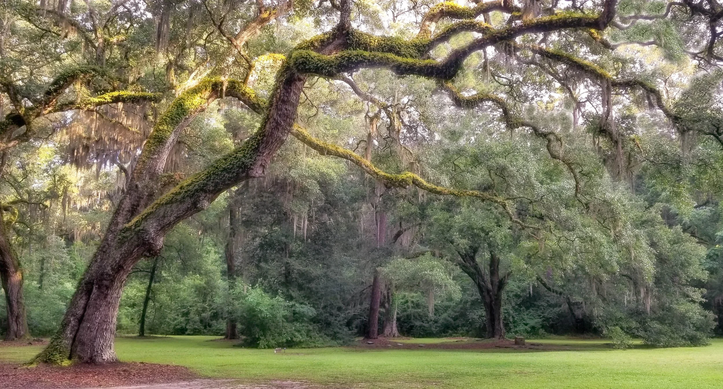 Old Stalwart yes.jpg