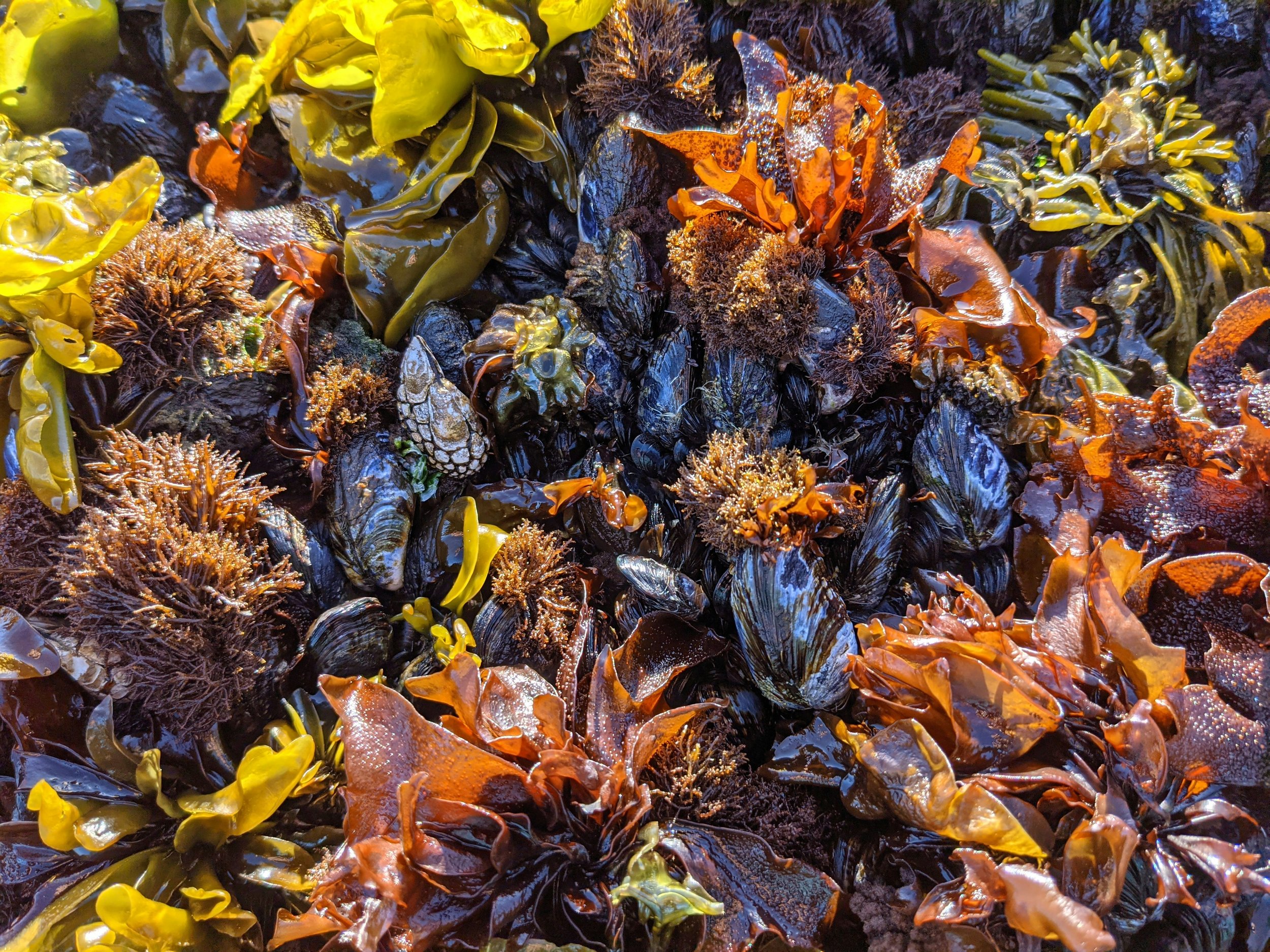 Mollusks and algae exposed in low tide