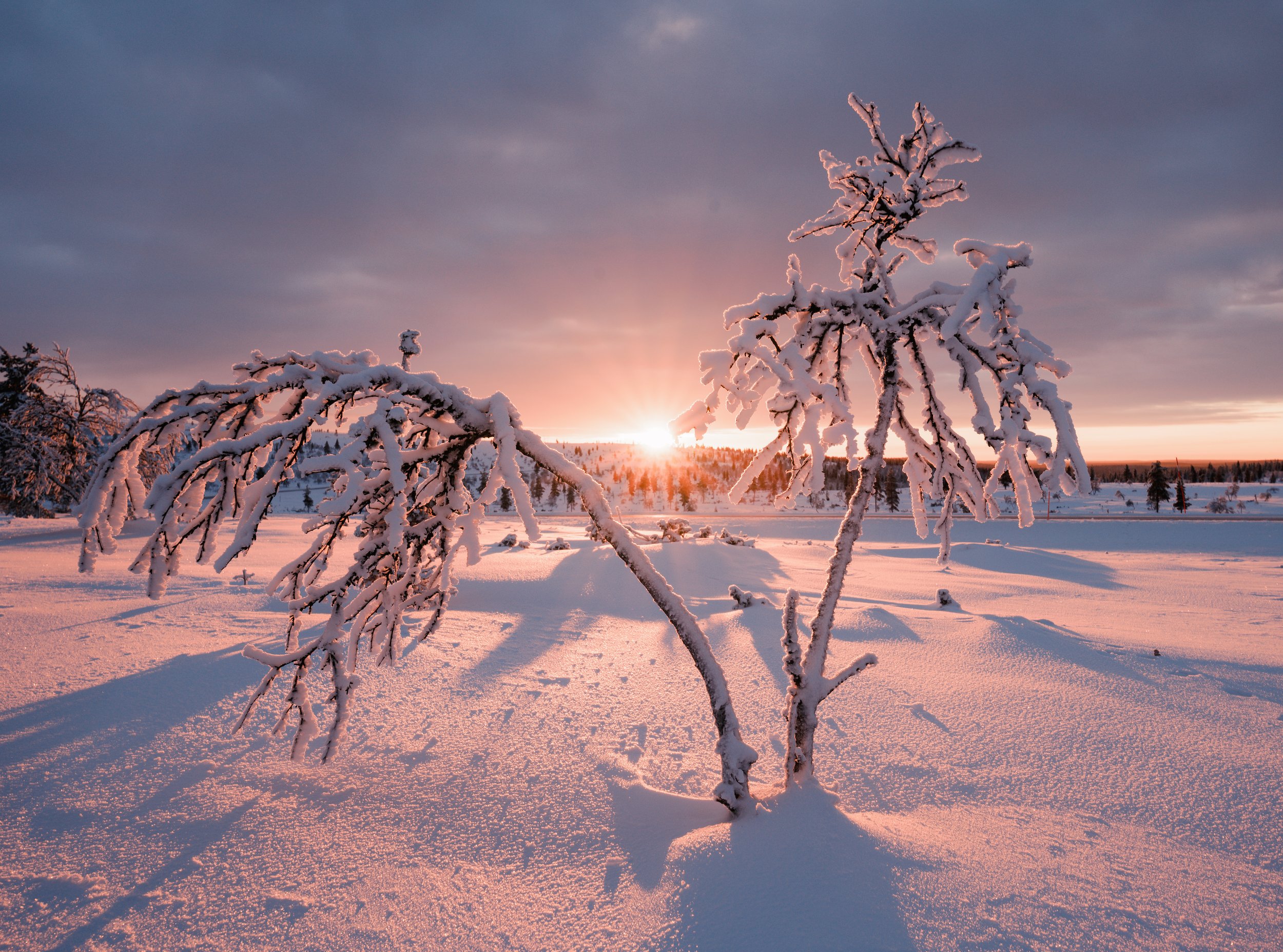 Frozen Silver Birch in Lapland