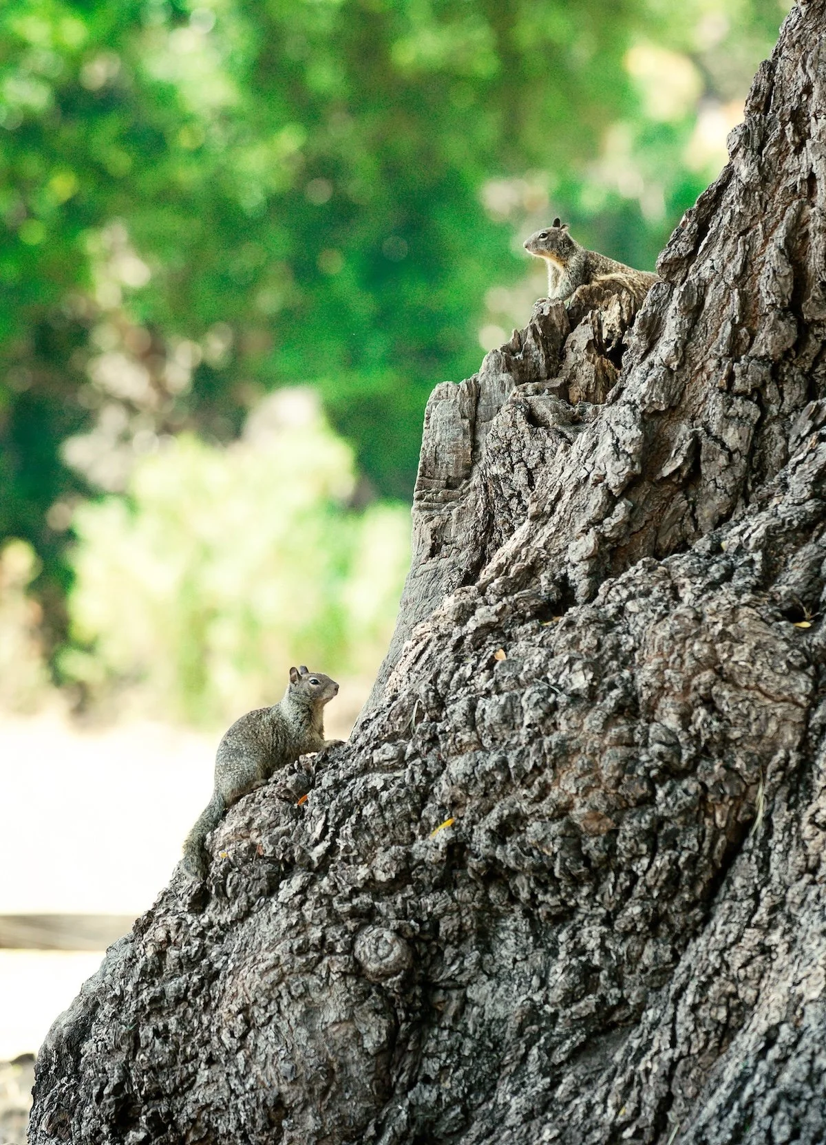 Squirrels