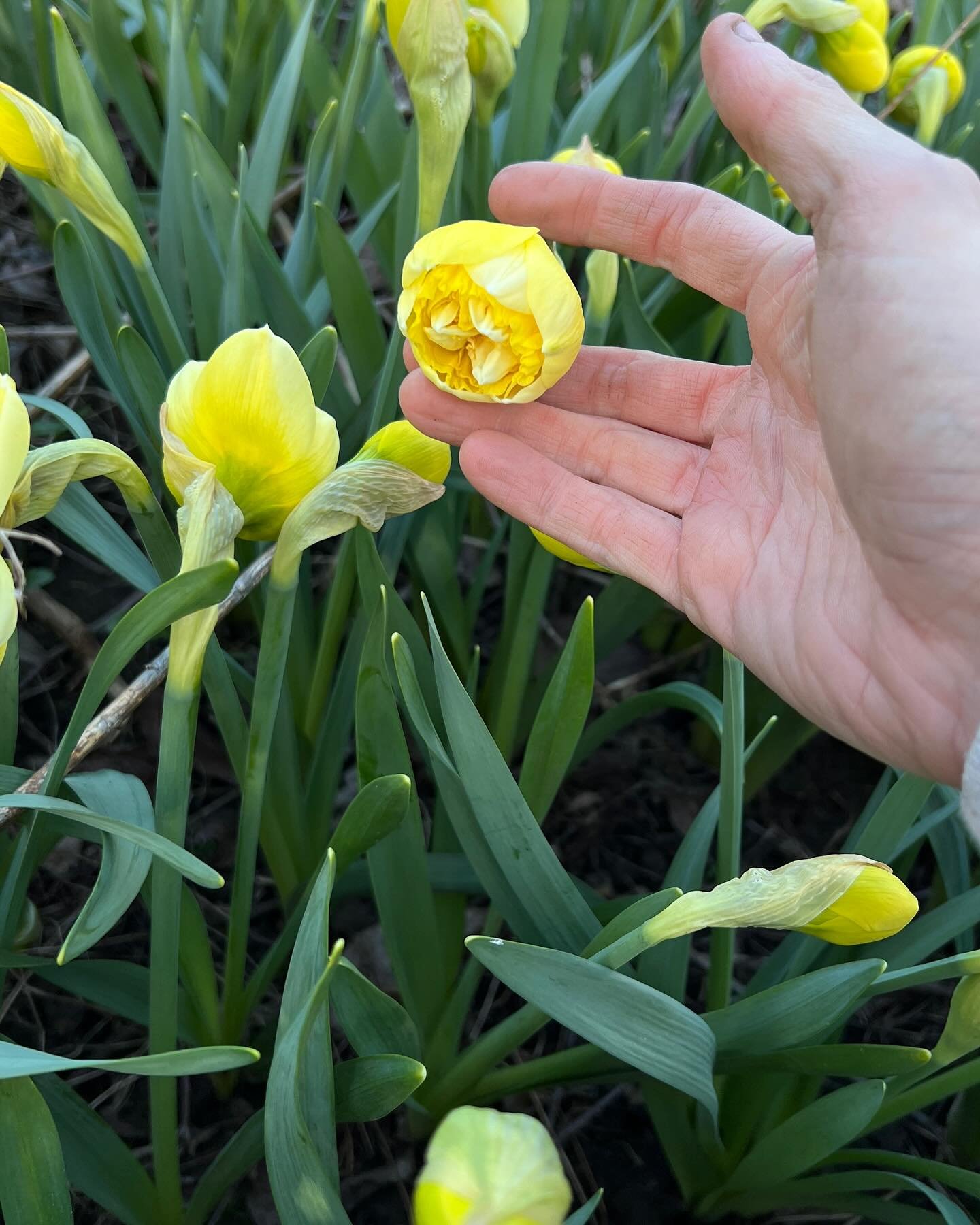 It&rsquo;s planting szn baby! Here is a collection of photos from this week. 🌱

1. First daff blooms, I&rsquo;m thinking in the next two weeks we should be blooming fully 🌼🌼🌼

3. Over wintered lupins!!! Finally the bunnies left me some lupins aft