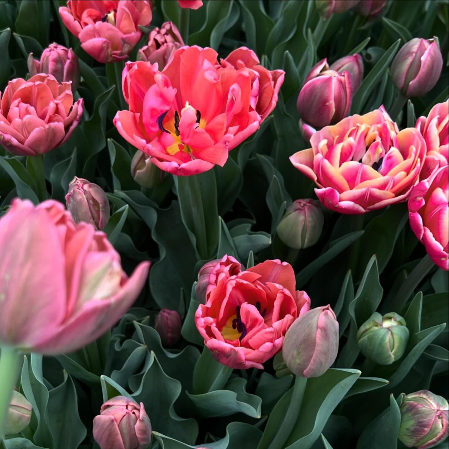 Delicate tulips that look like peonies! That&rsquo;s the vibe this year 🥰

Find these blooms next Saturday @torontoflowermarket at CAMH 1001 Queen st west 
🌷🌷🌷🌷🌷