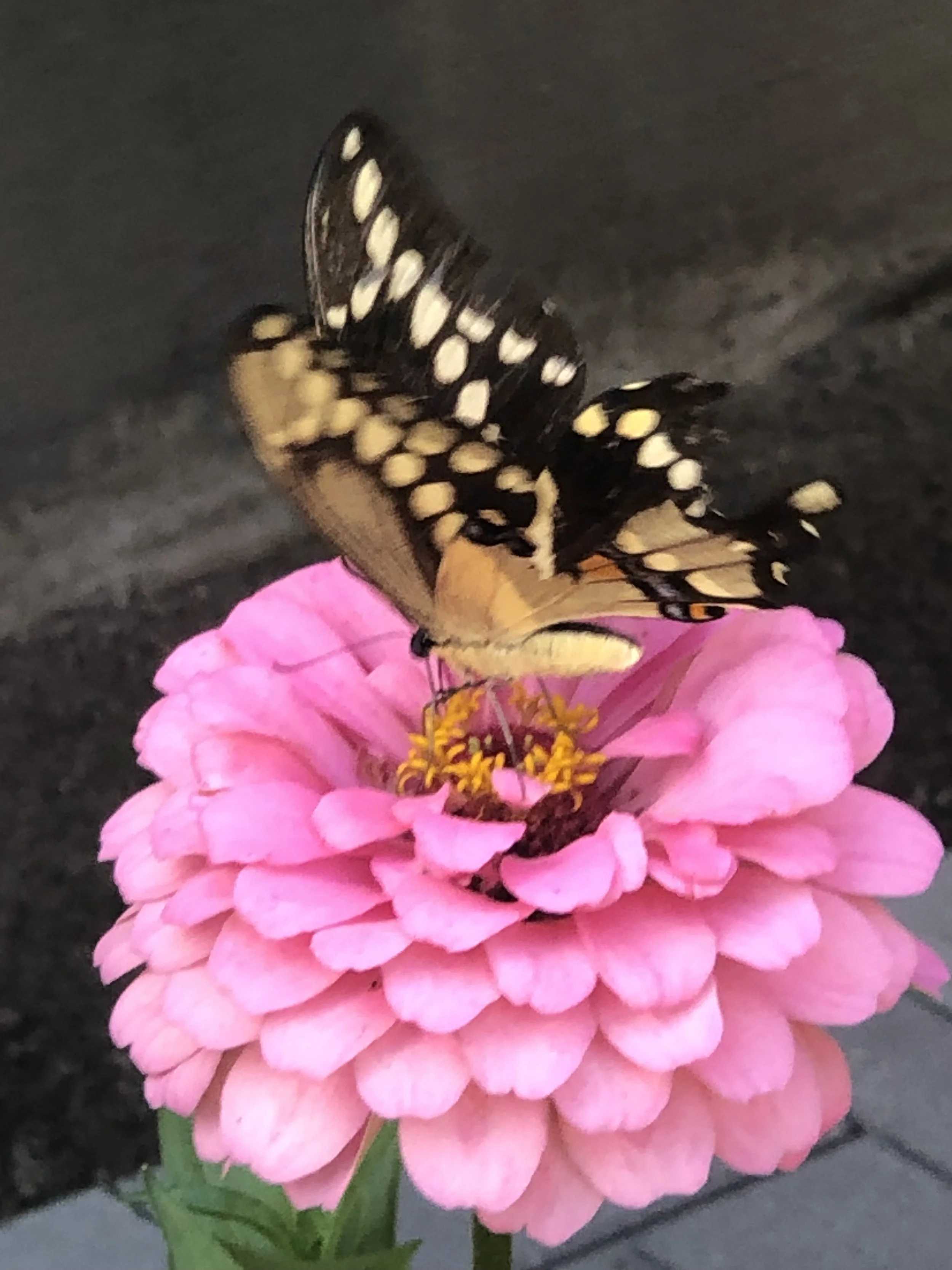 IMG_7921.jpeg