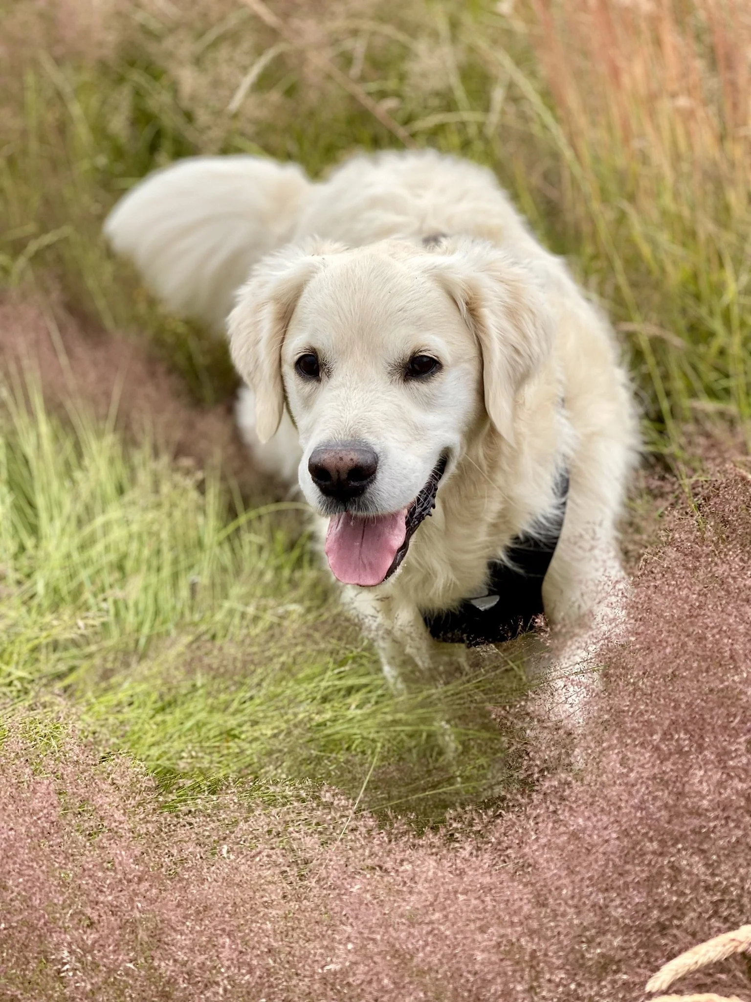 Golden Retriever walking through tall grass with a happy expression.