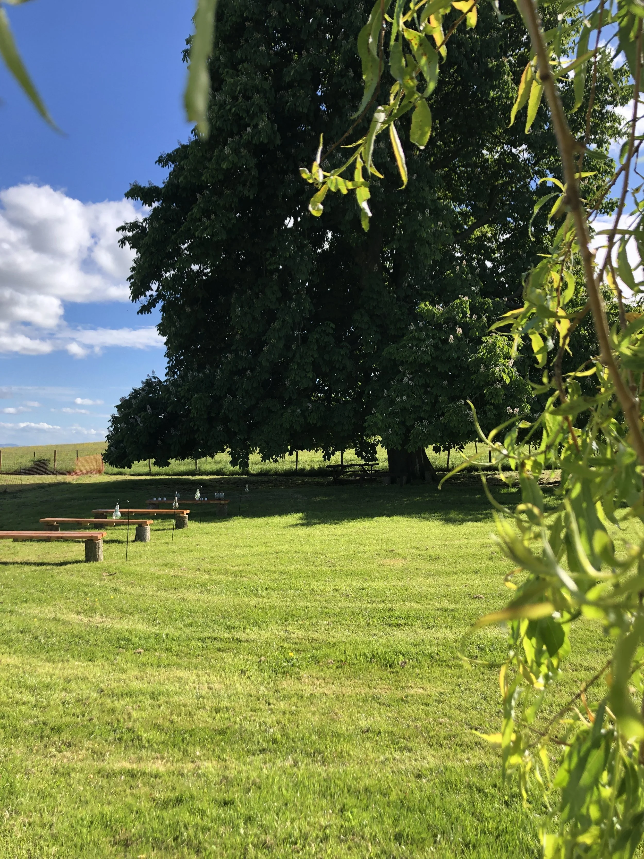 Large tree casting shade on a grassy field with wooden benches and hanging glass decorations on a sunny day.