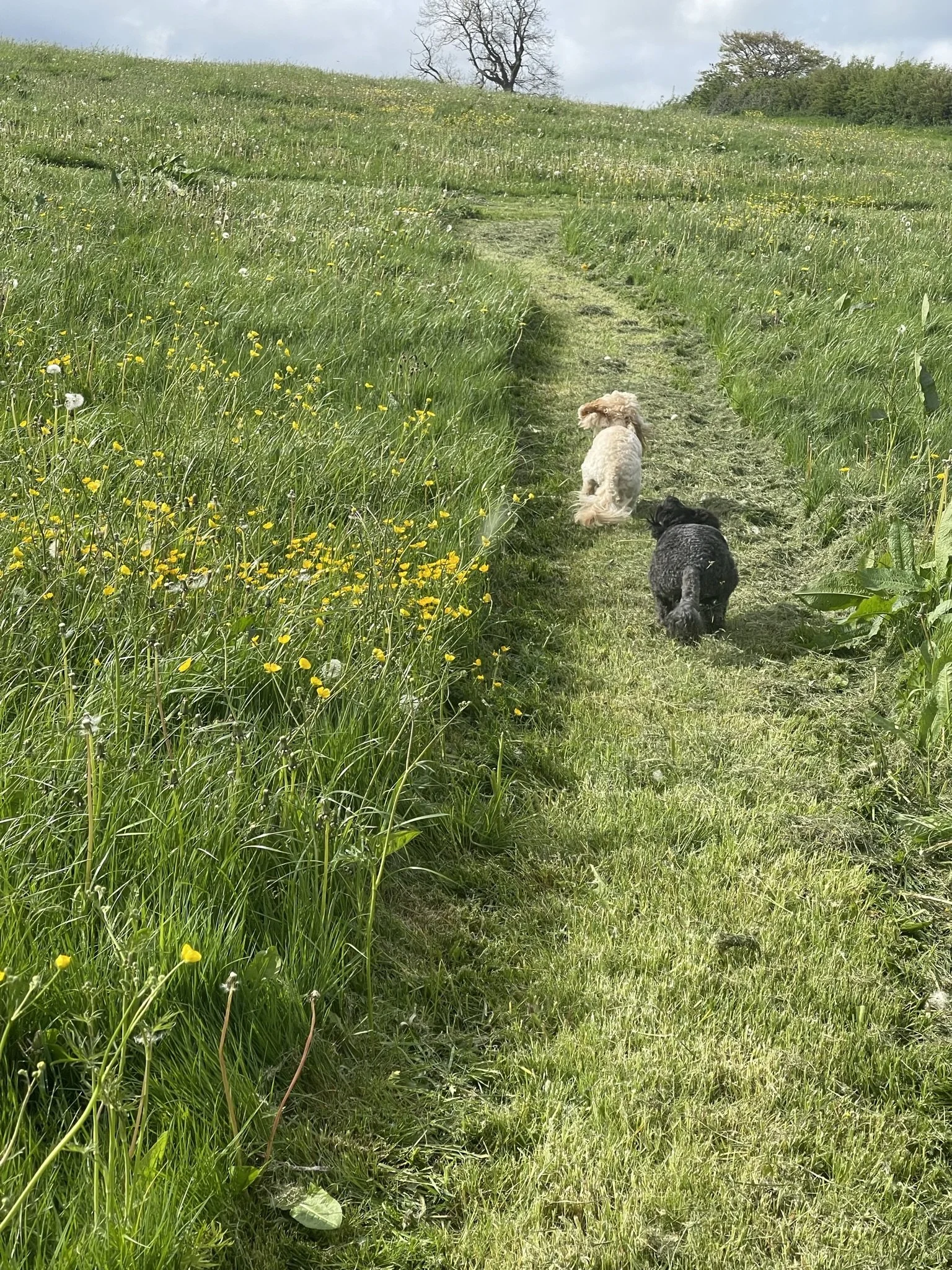 Two dogs walking on a grassy path in a meadow with wildflowers, under a cloudy sky.