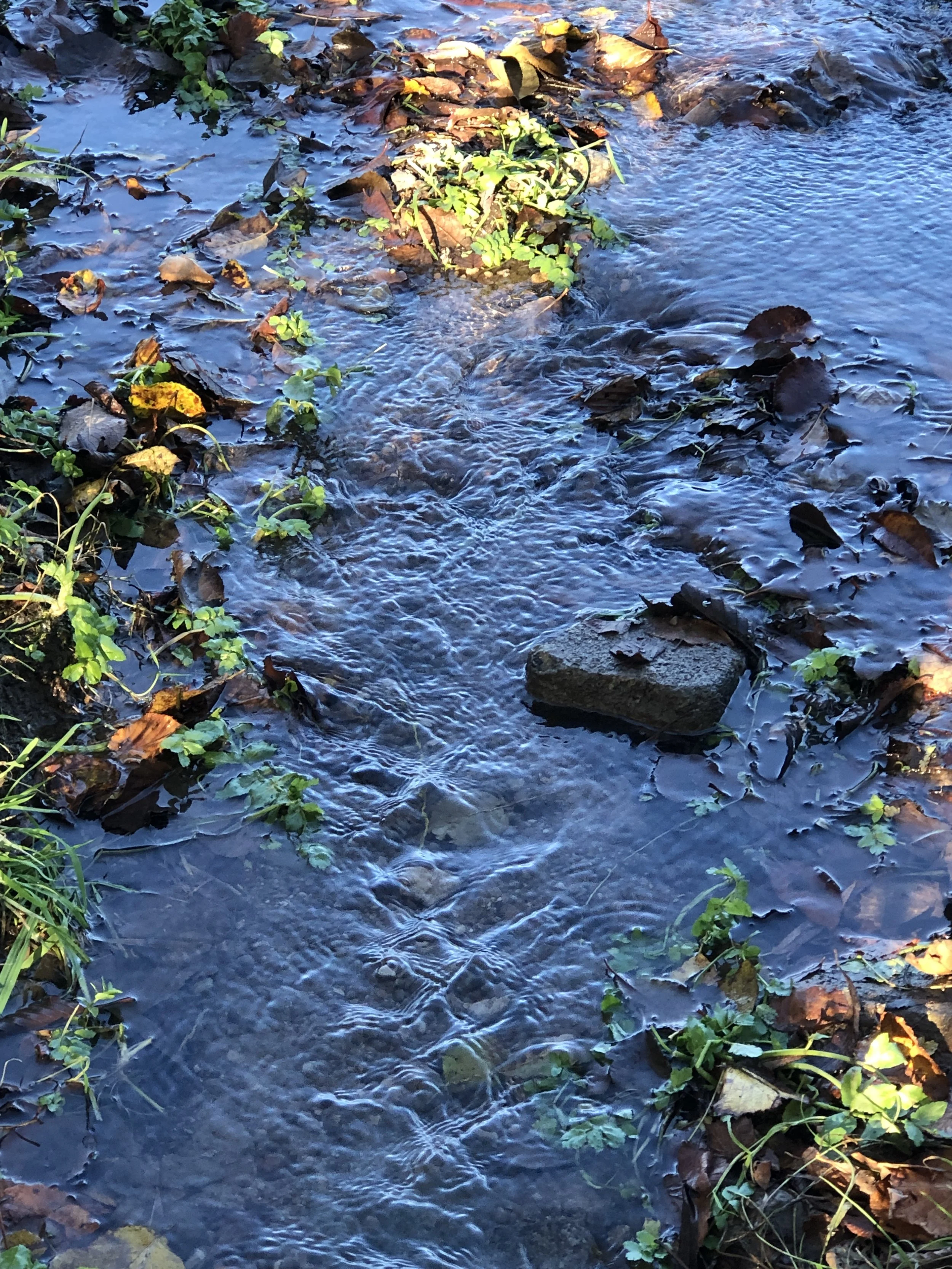 A small stream with rippling water flowing over rocks and surrounded by green plants and fallen leaves.