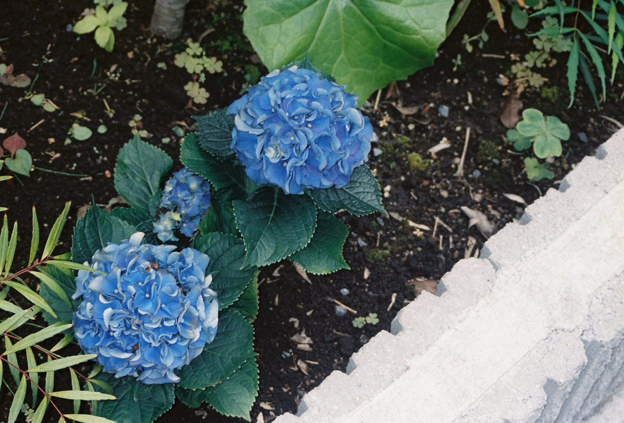 Apartment-Front Hydrangeas 
