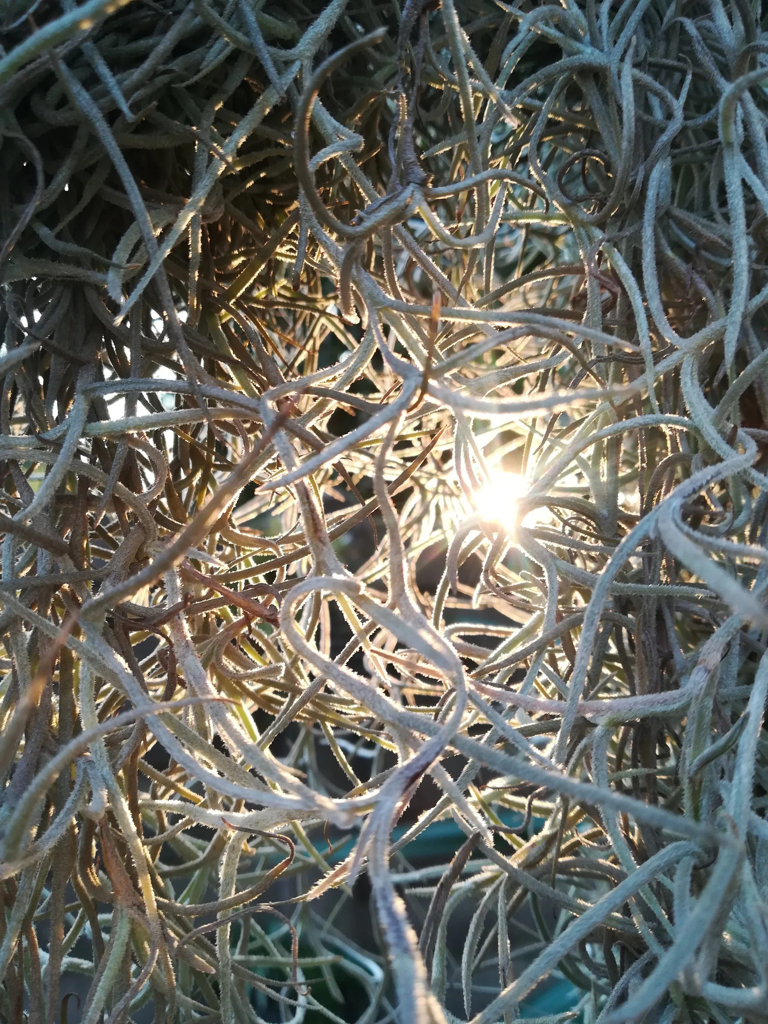 Sun-Struck