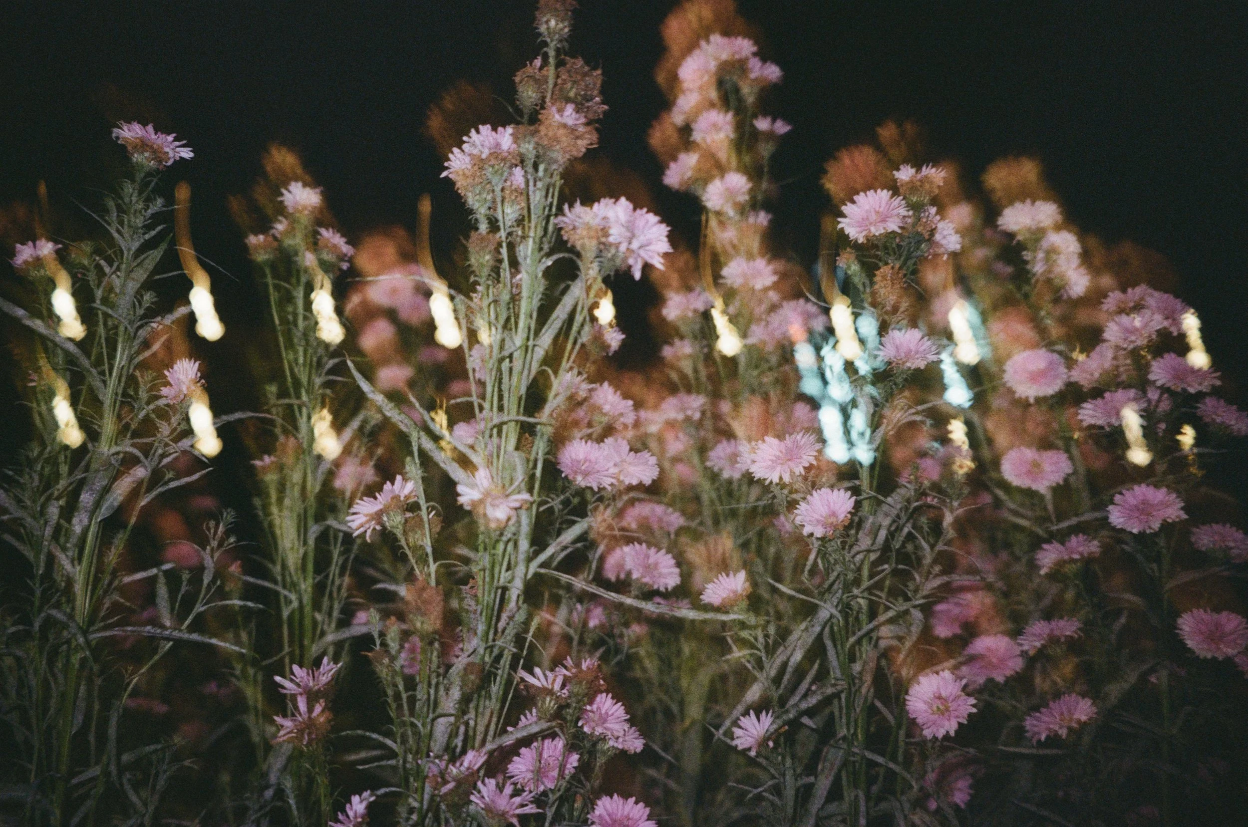 Nightly Blossoms