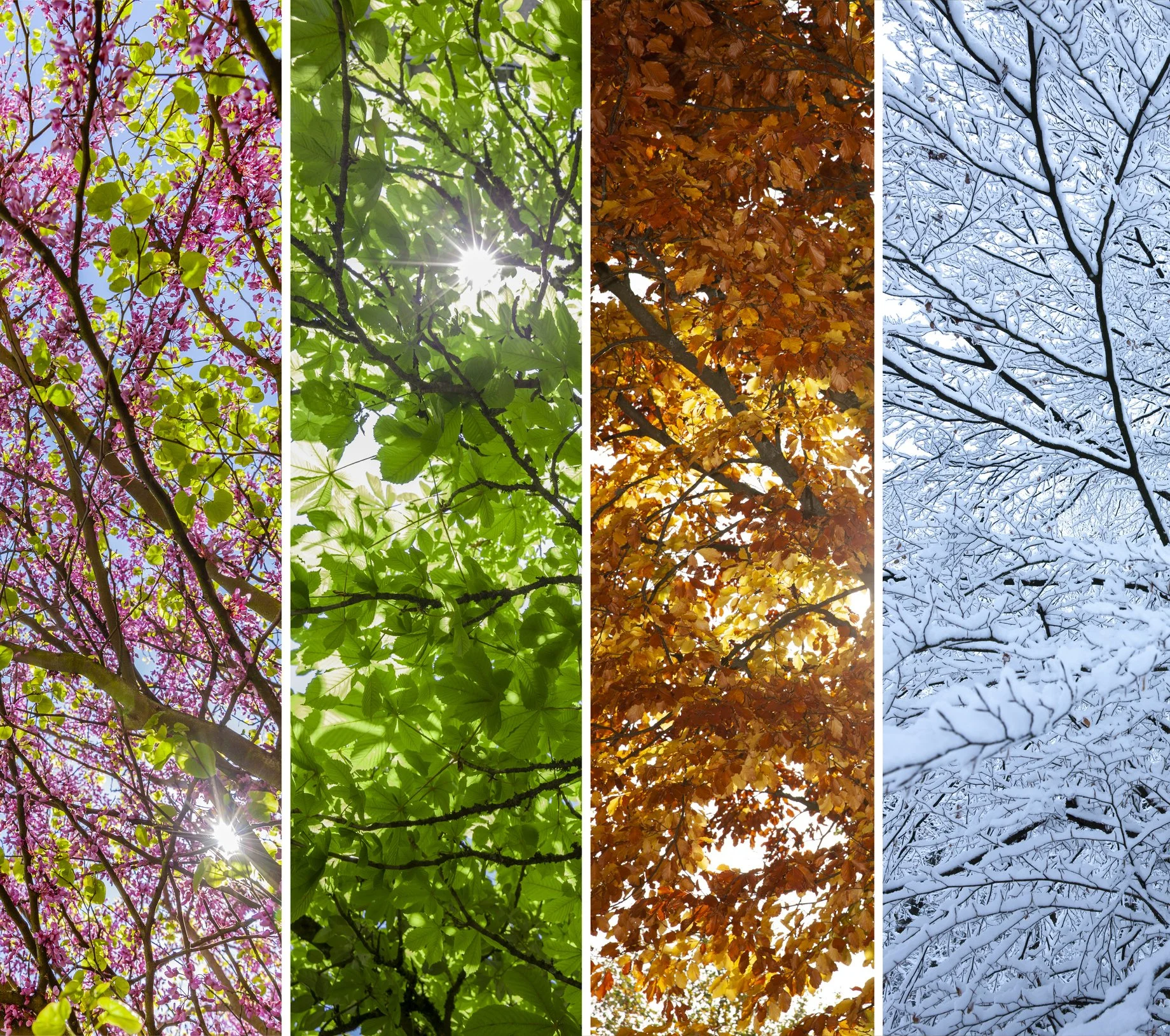 Four seasonal tree canopies showing spring blossoms, summer leaves, autumn foliage, and winter snow, symbolizing life transitions and emotional change in therapy.