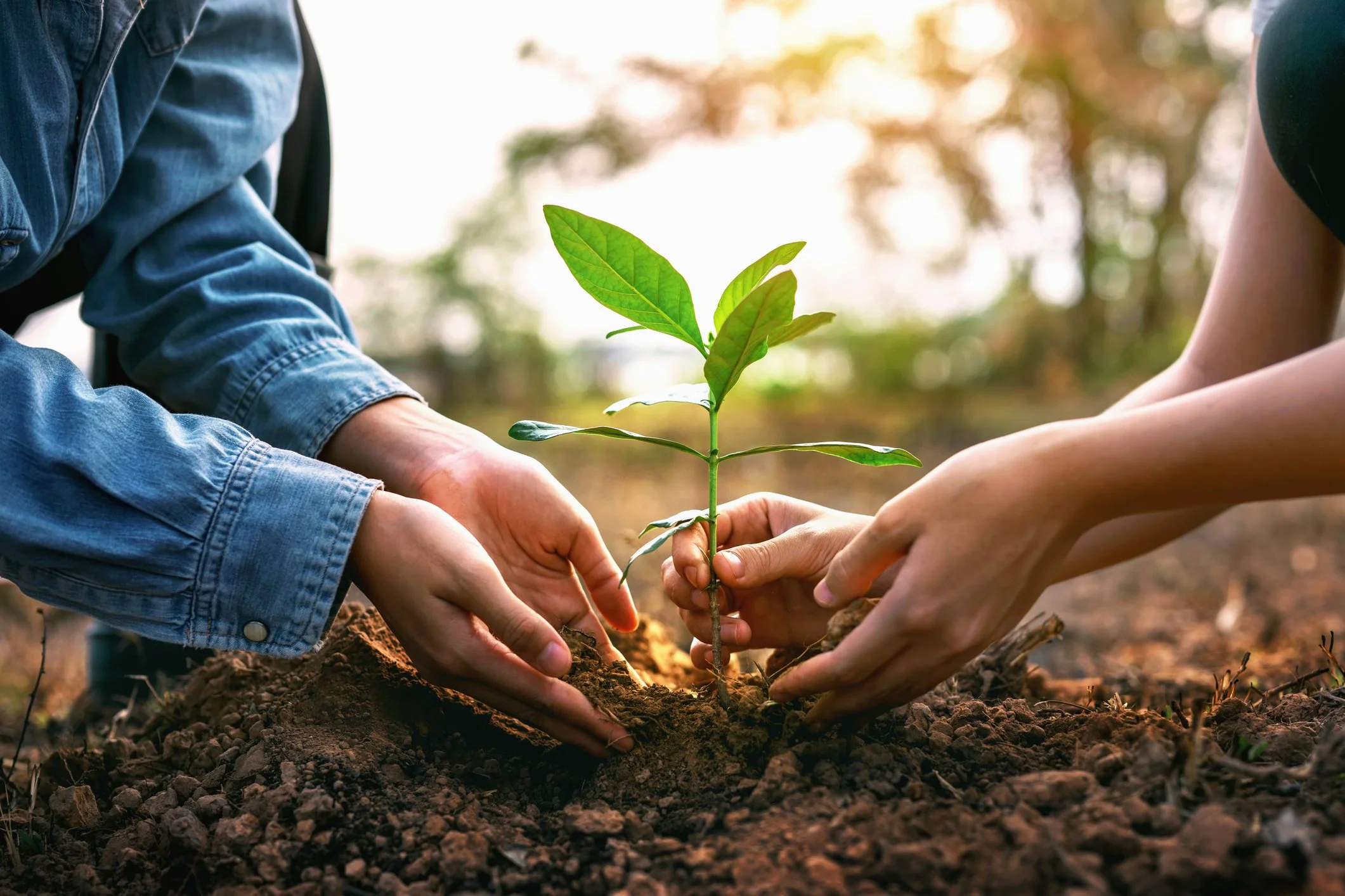 Hands planting a young tree together, symbolizing growth, support, and meaningful change.