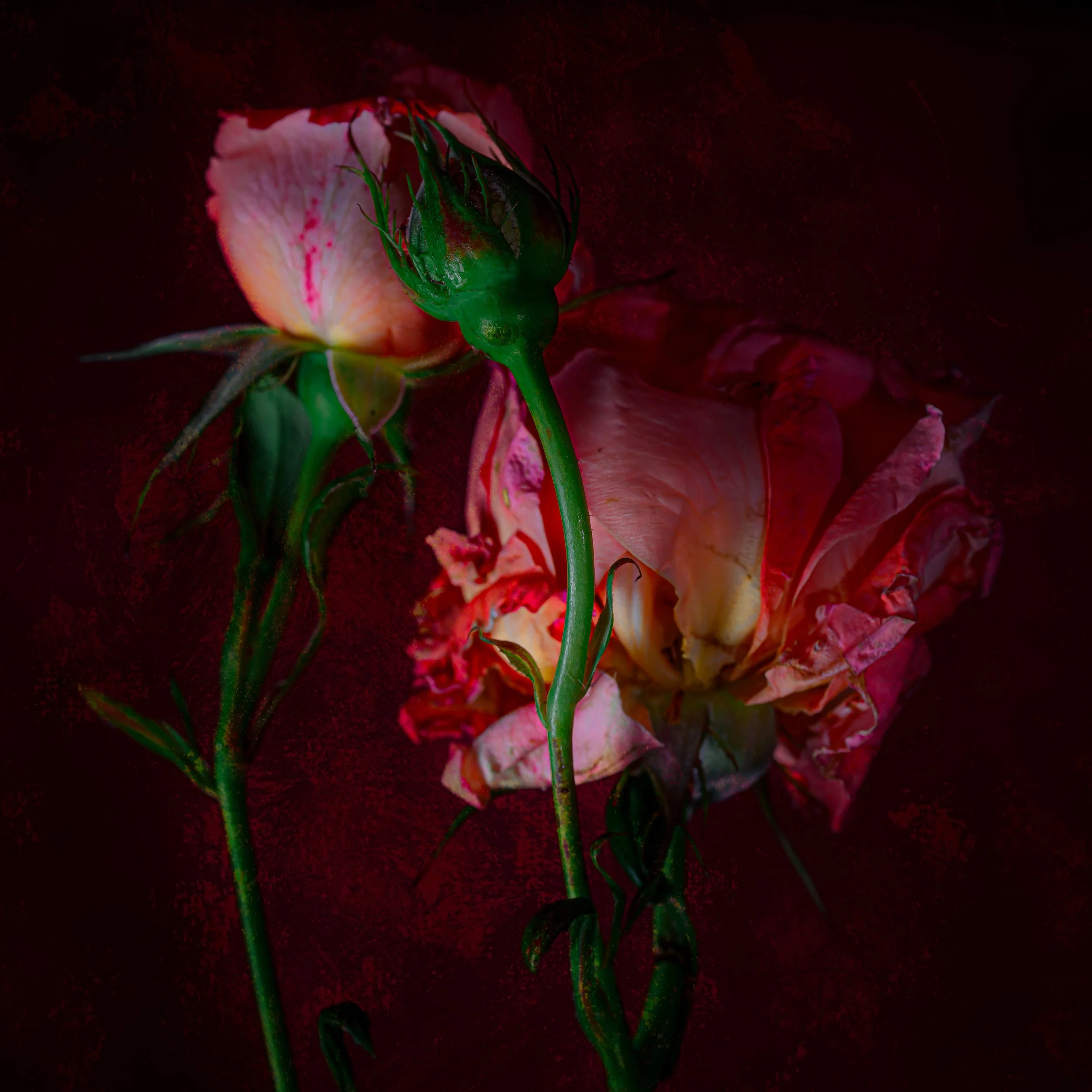 Rosy shadows