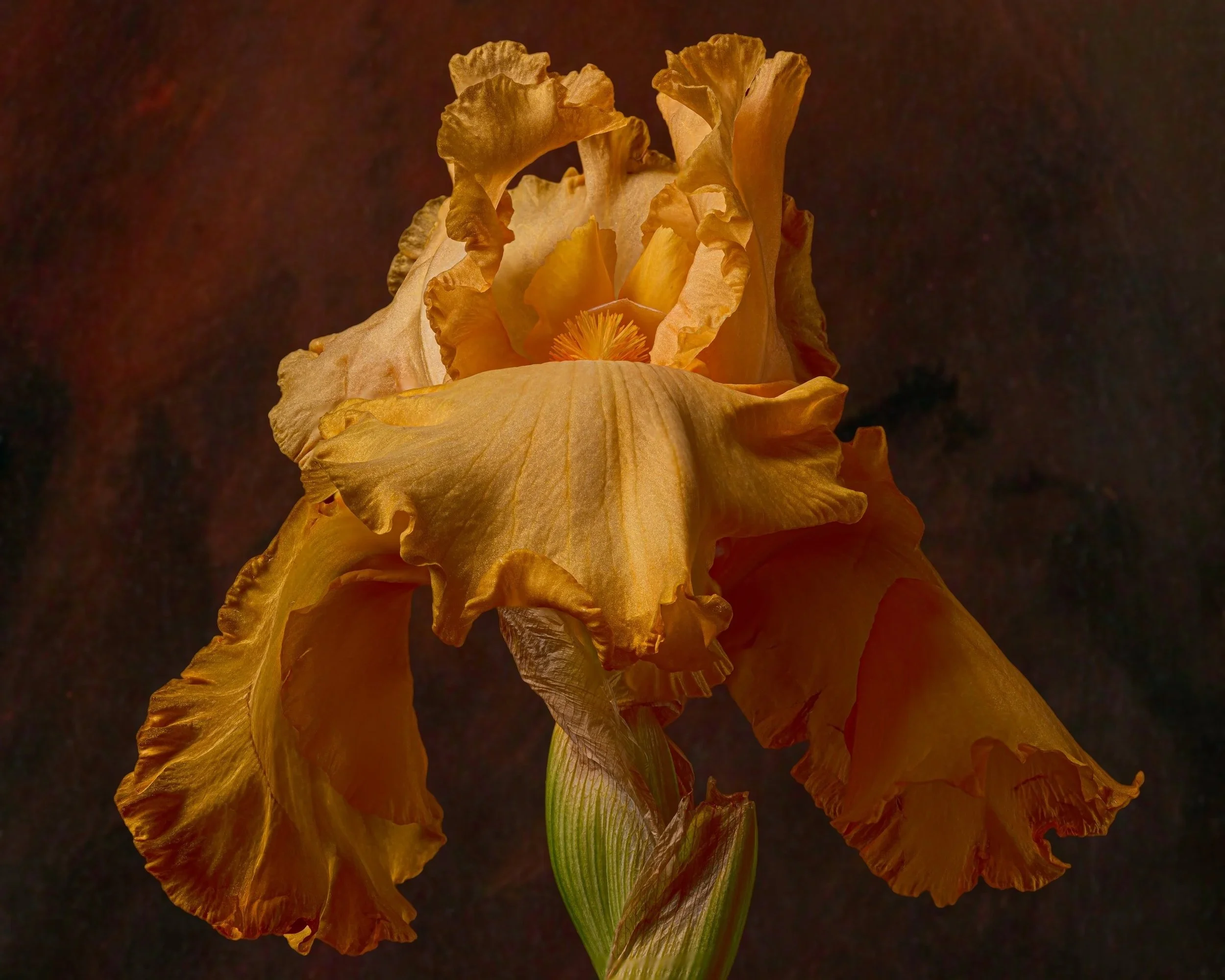 Lady Iris