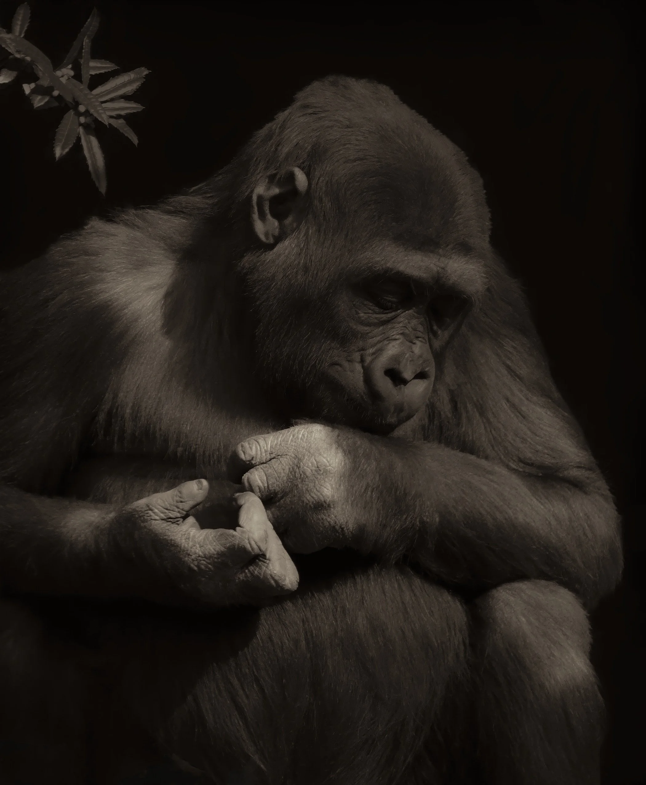 Gorilla