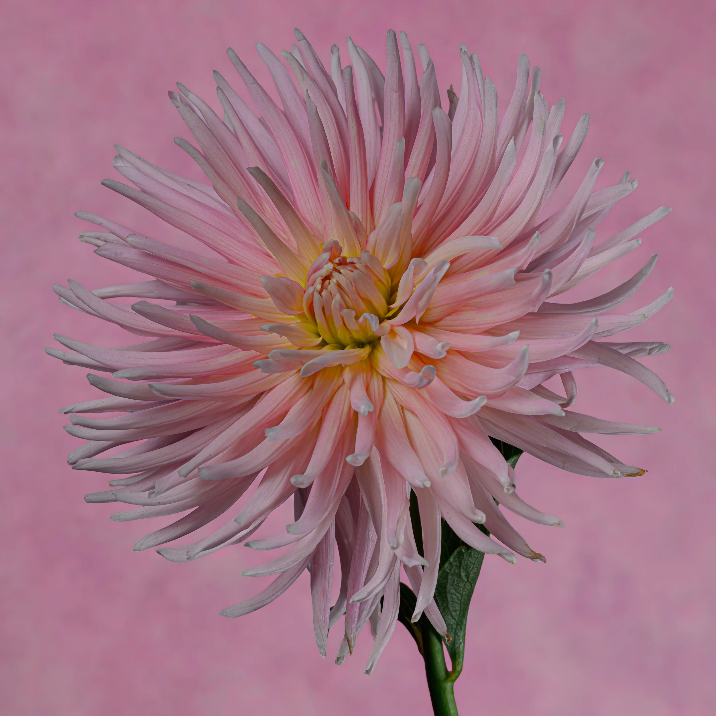 Pink Cactus Dahlia