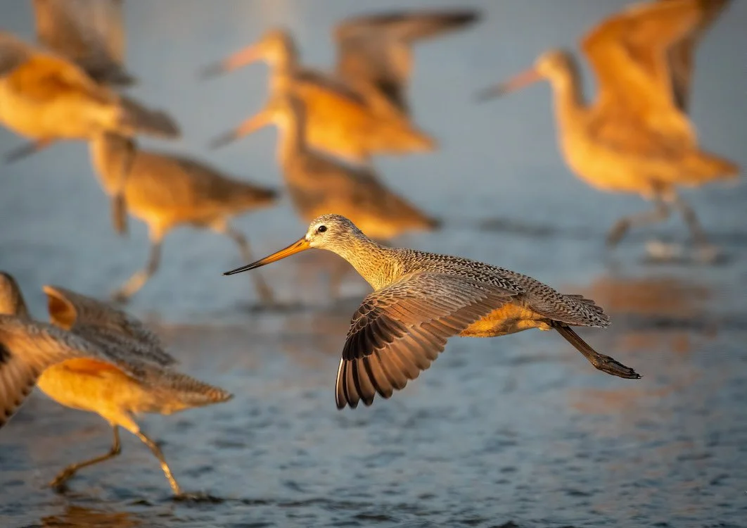 Marbled Godwits