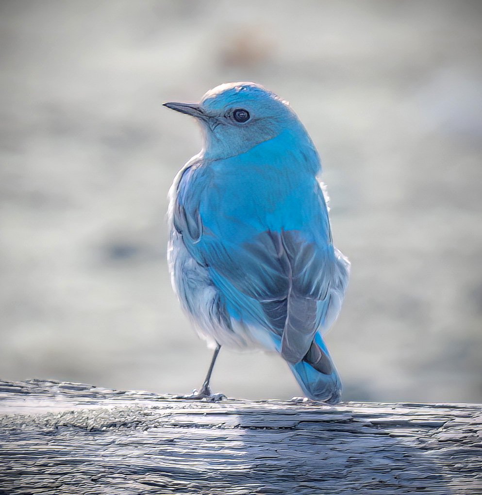 MountainBluebird18A.jpg