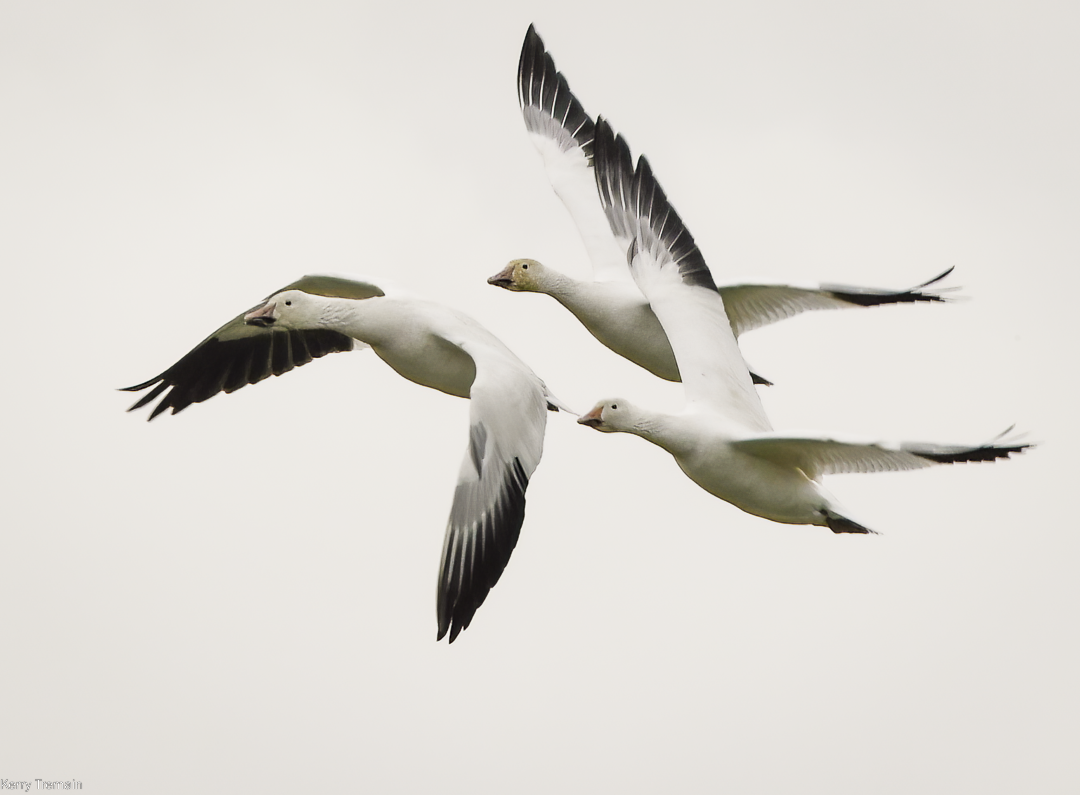 SnowGeese.png
