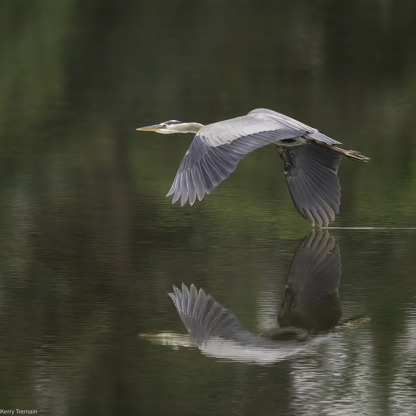 GBH_wingtip (1 of 1).jpg